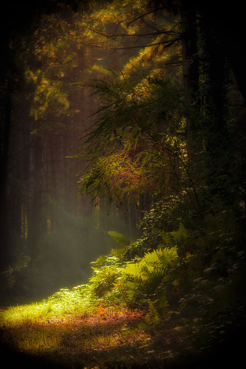 Luce nel bosco