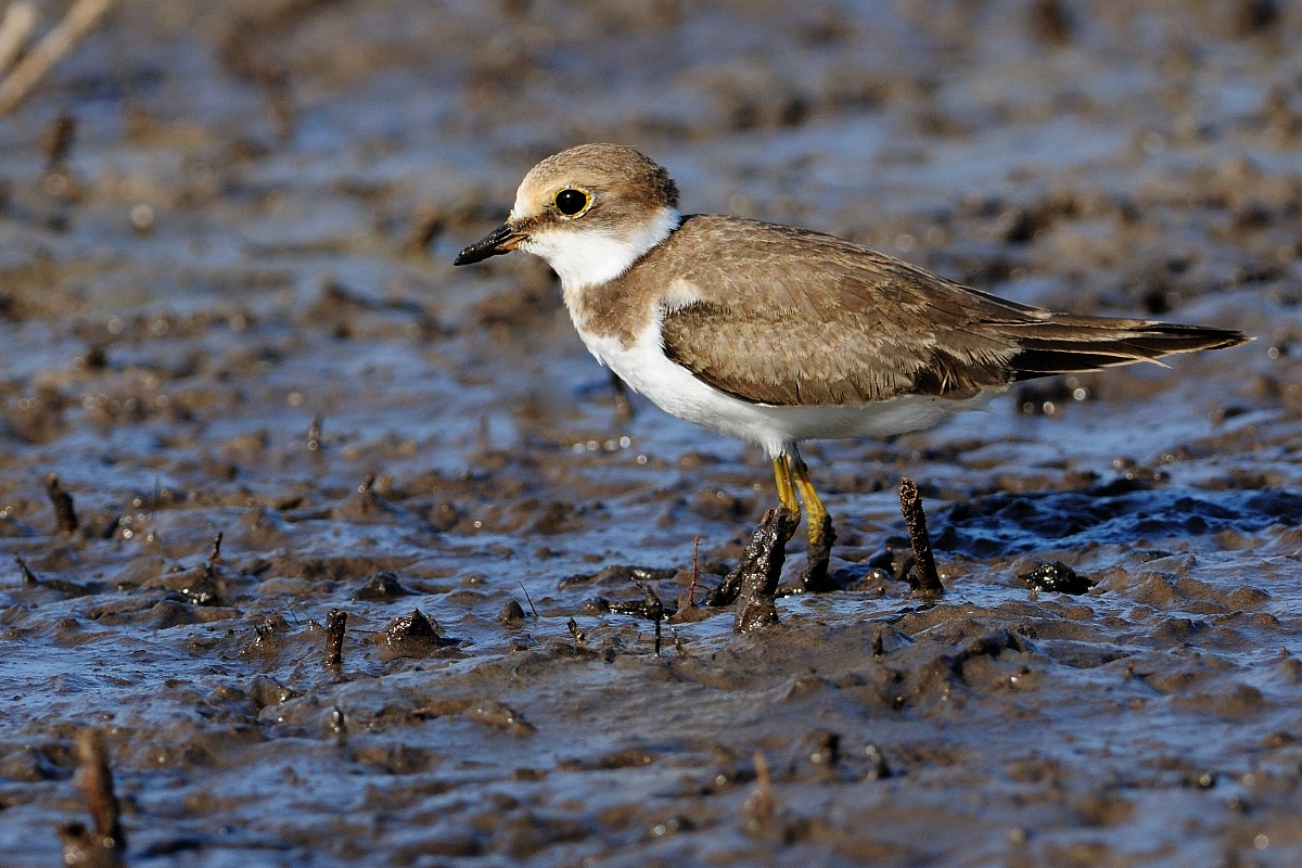 Little Ringed Plover-Juv.