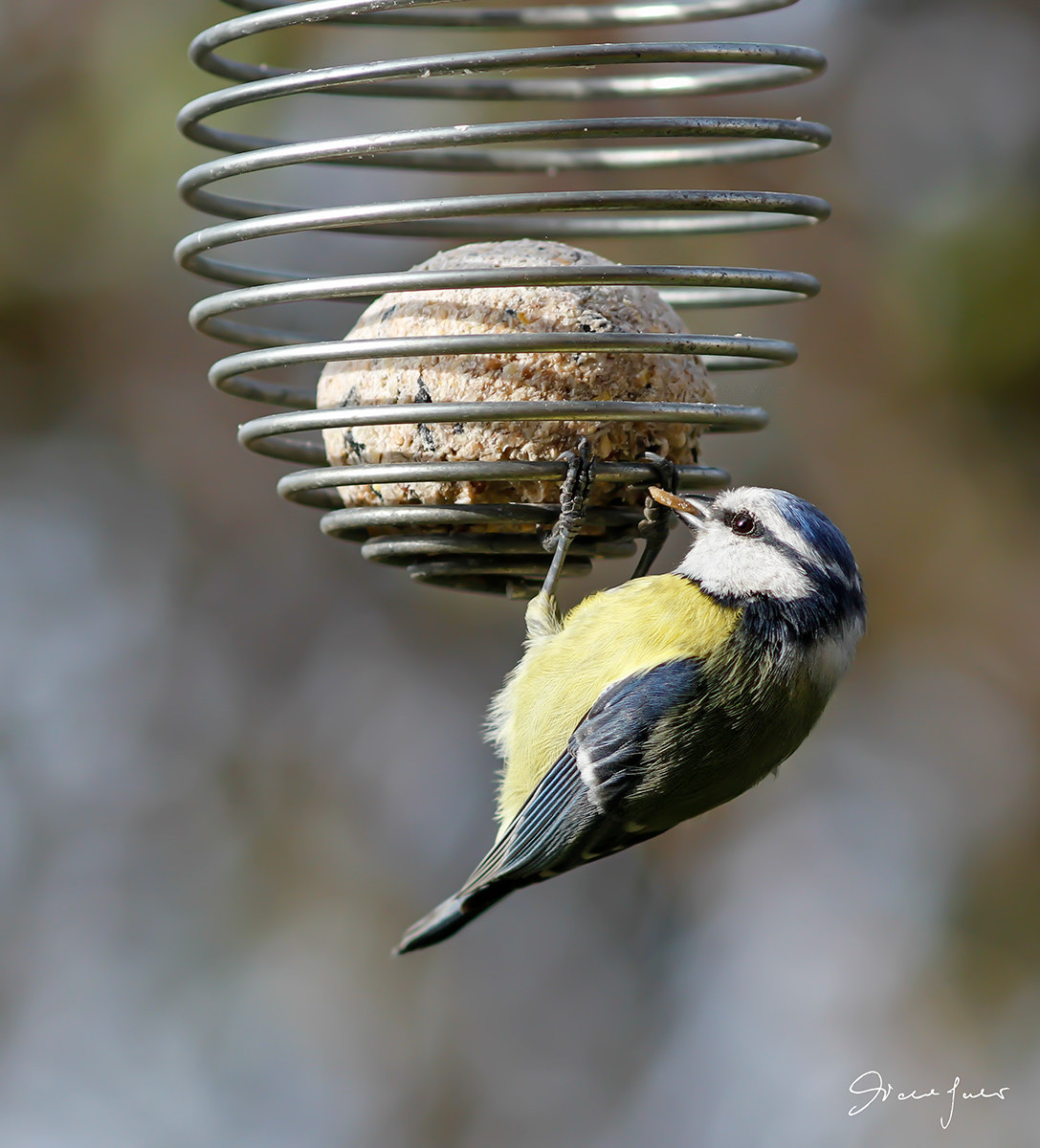 Great Tit