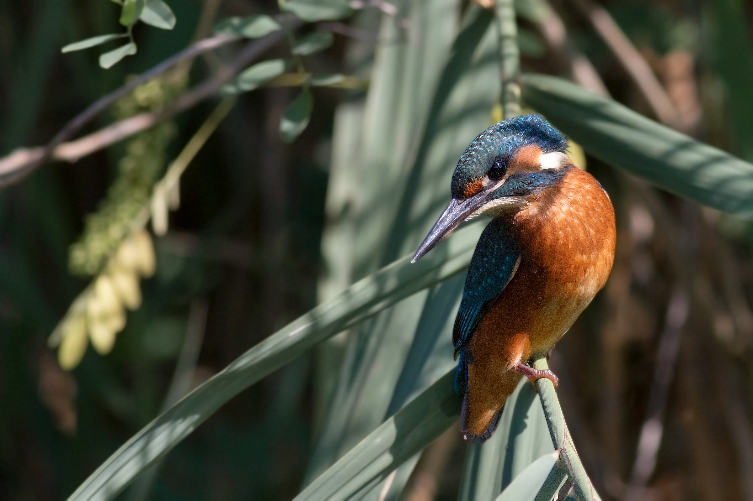 my first photos of martin 2