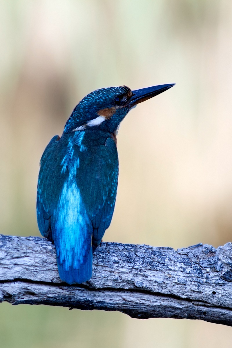 my first photos of indian 4