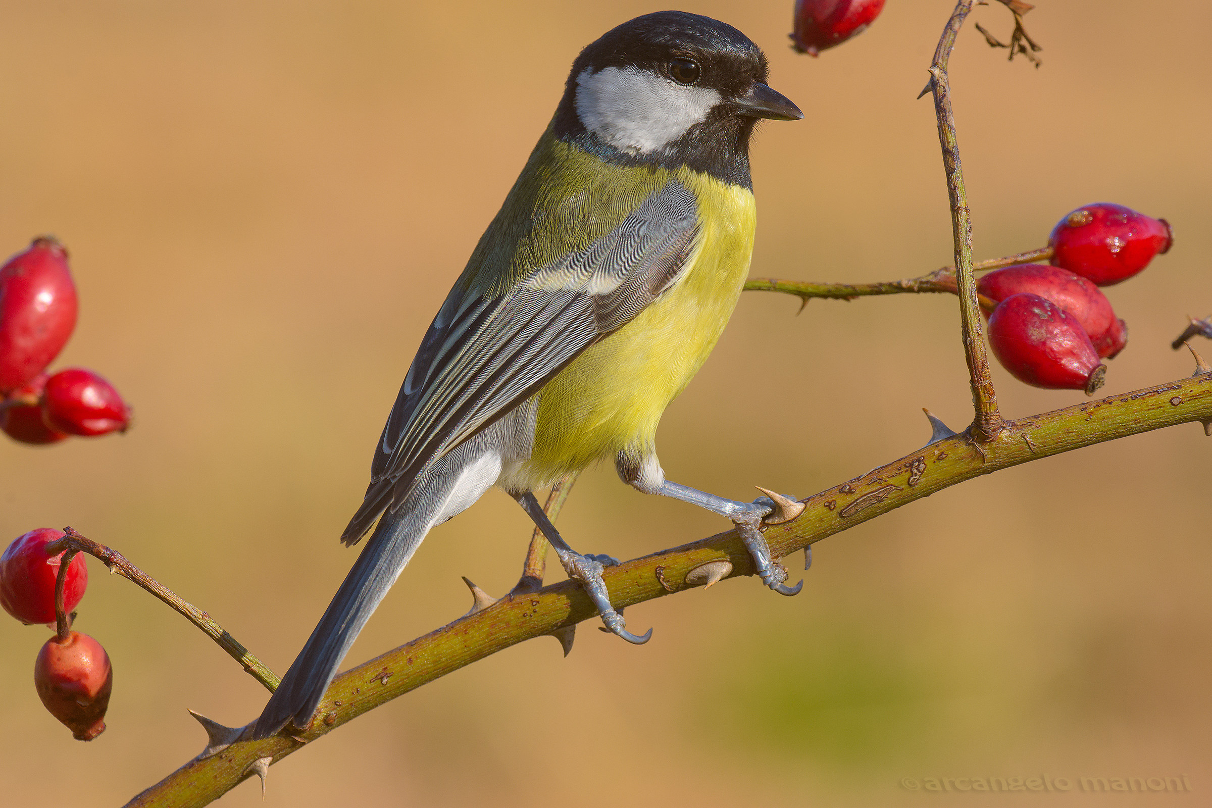 Cinciallegra e bacche rosse