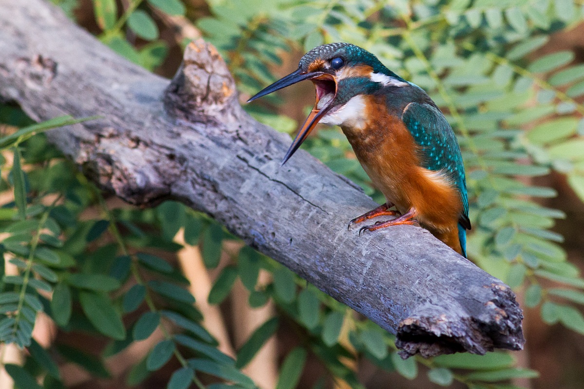 my first photos of martin 6