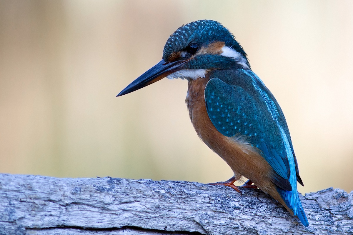 my first photos of martino 7