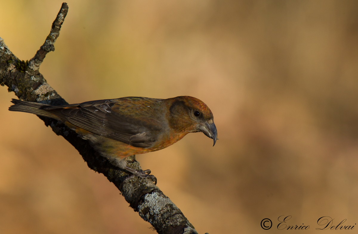 Crocere , nel mio dialetto crosnobol.