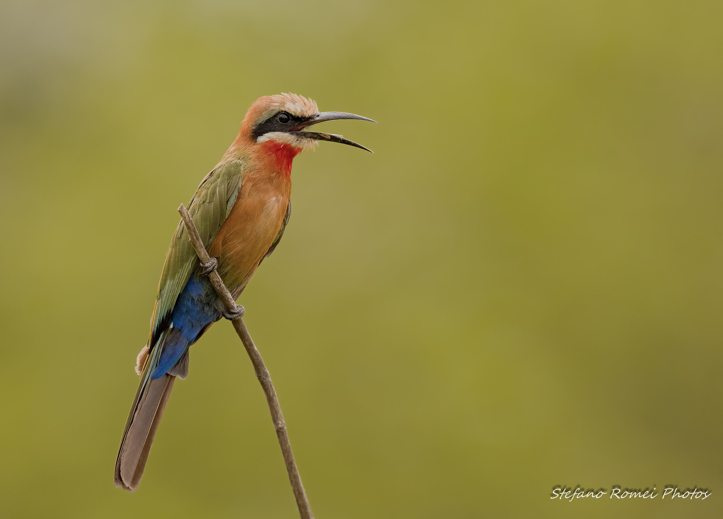 il cantante stonato...
