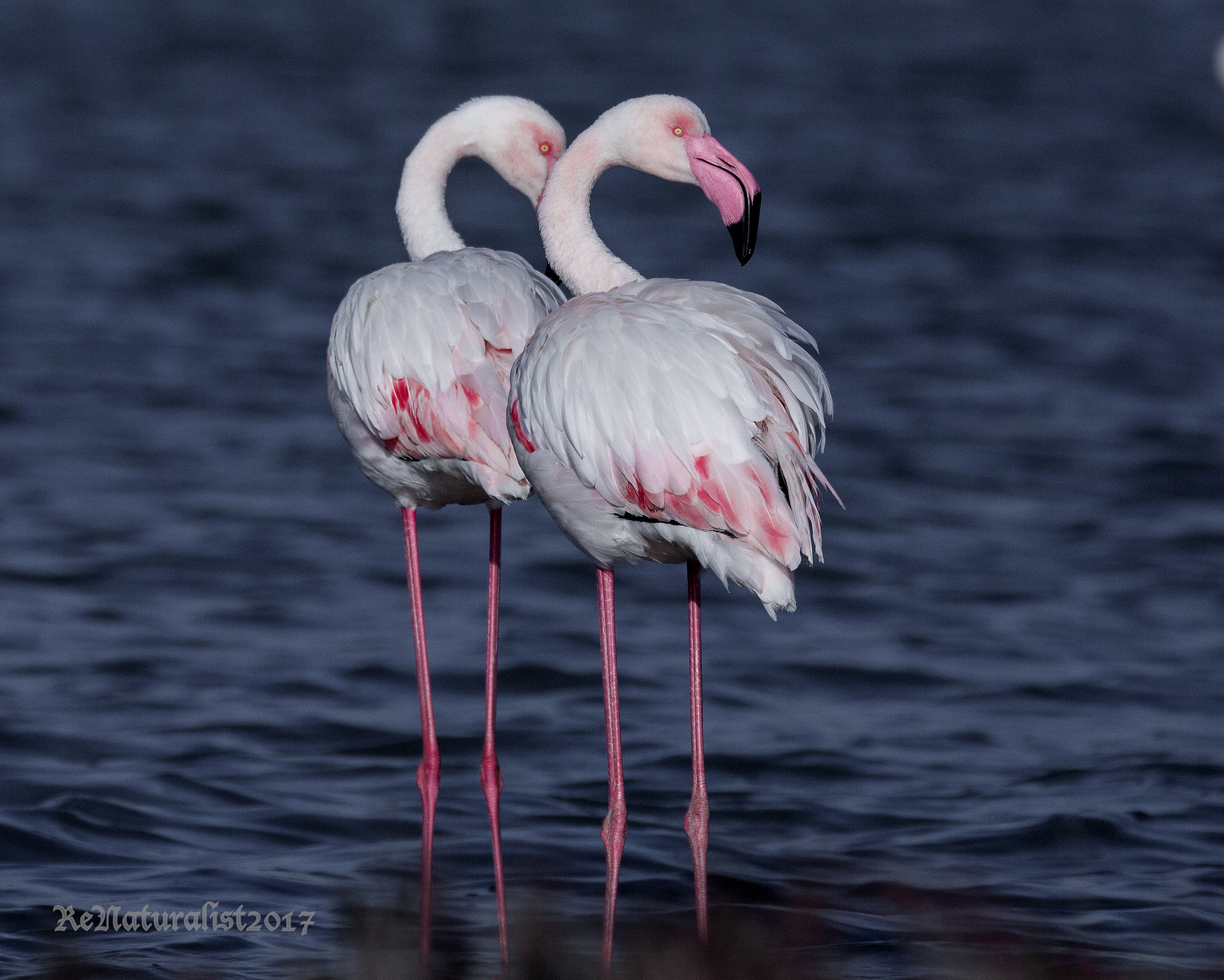 Flamingo