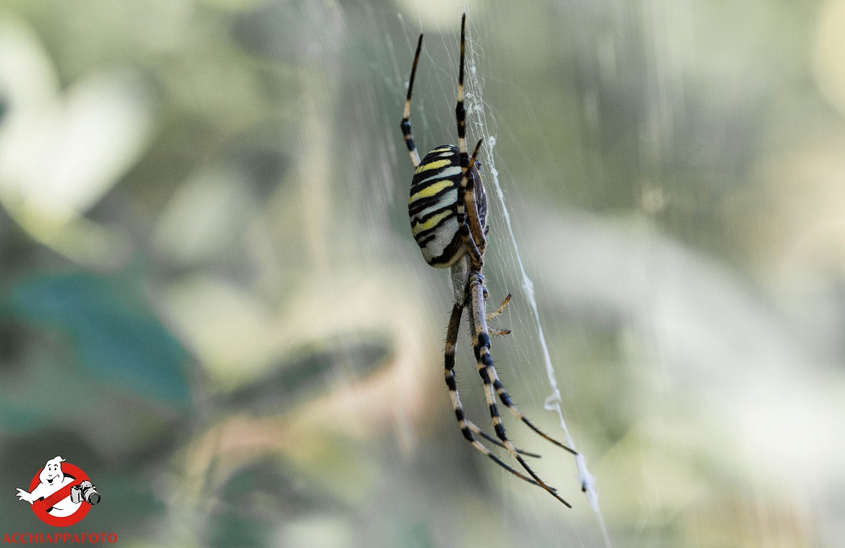 argiope