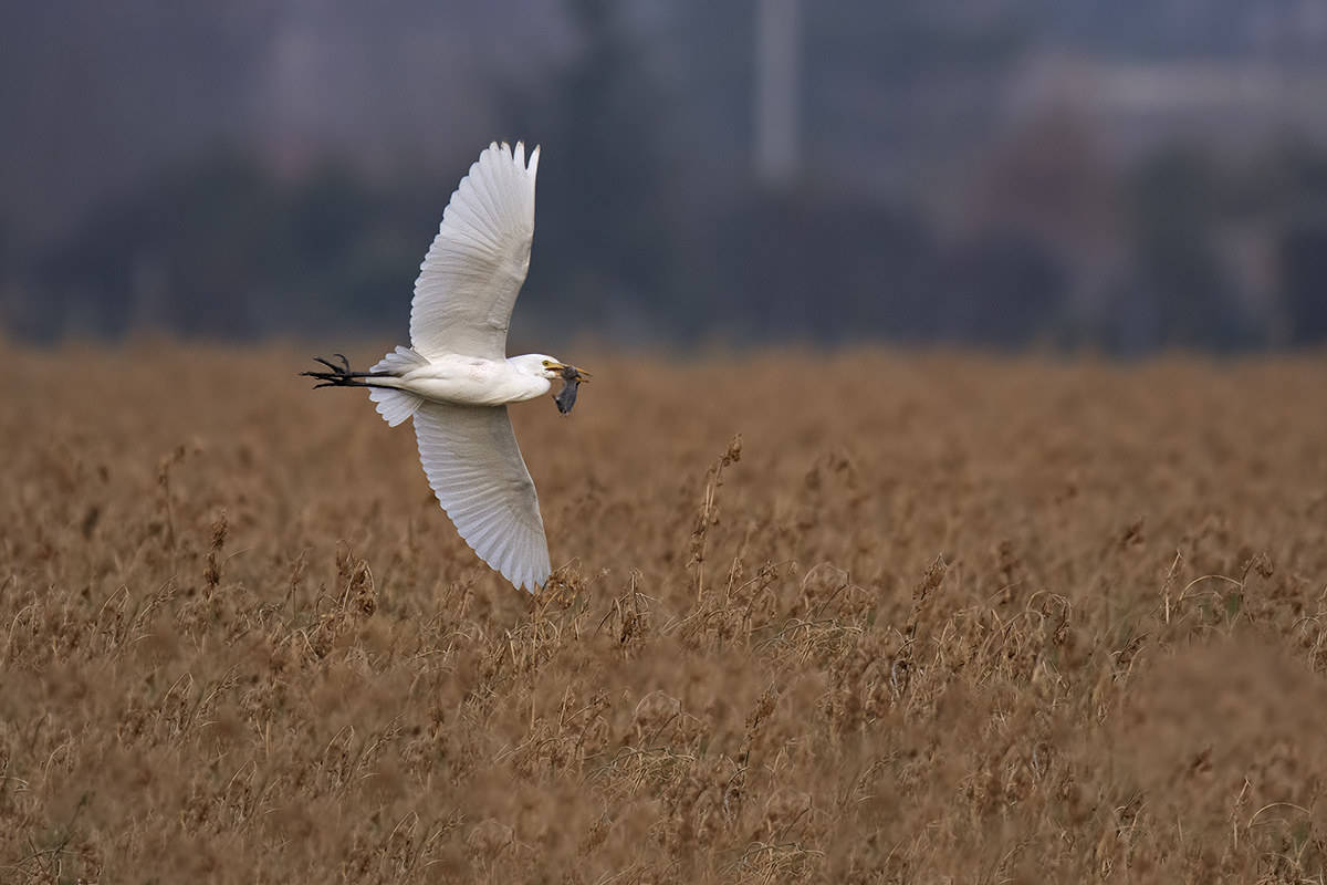 Airone guardabuoi (Bubulcus ibis)  con preda