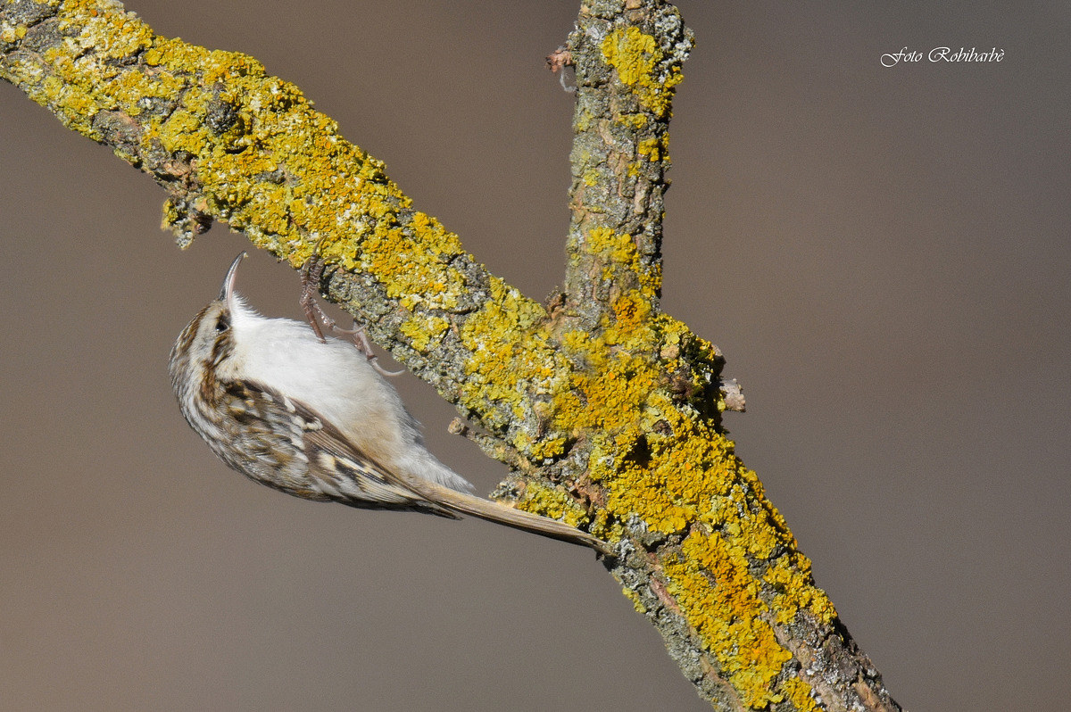 Rampichino alpestre...