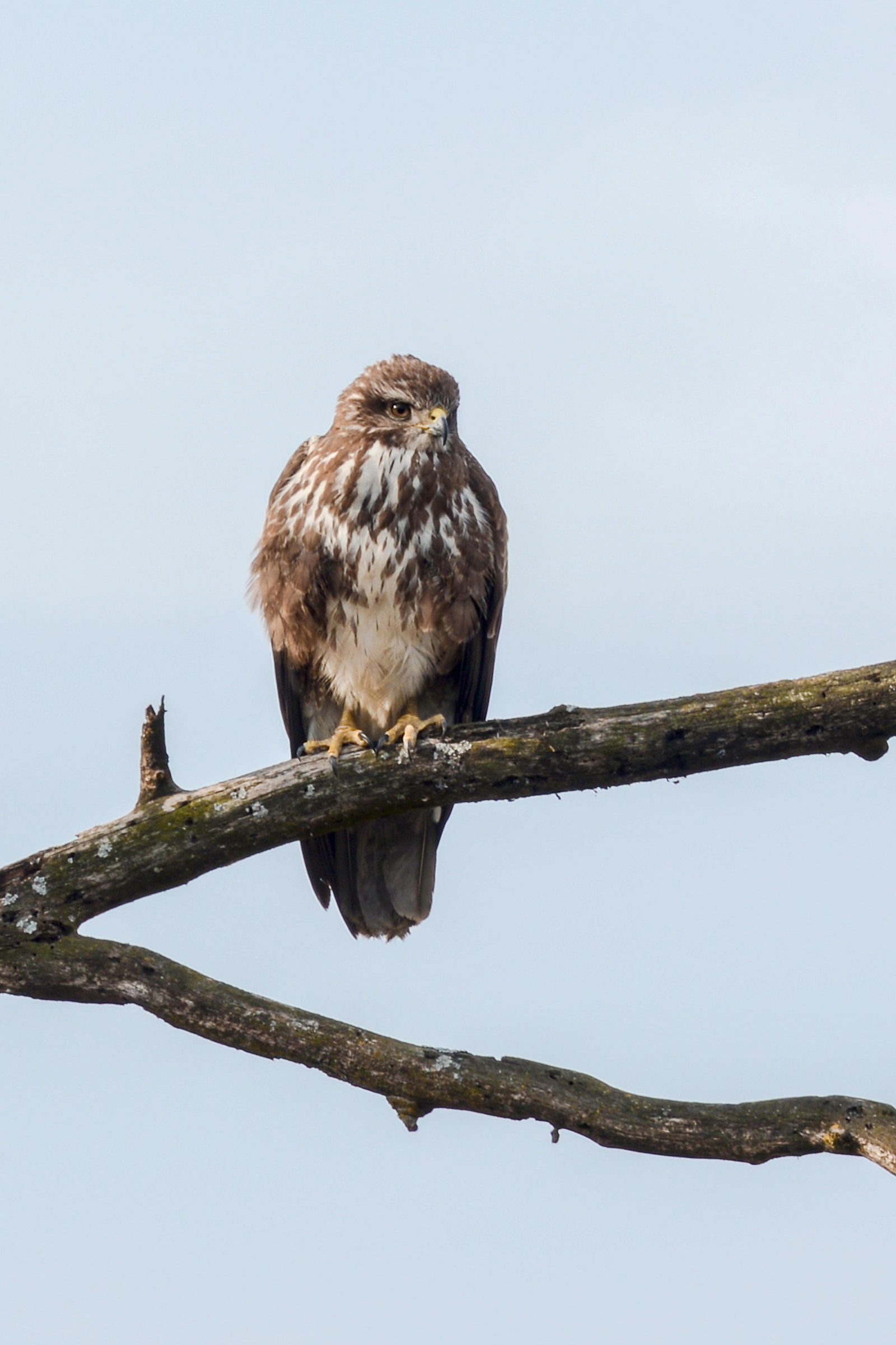 Buzzard posing ..... but only for a moment