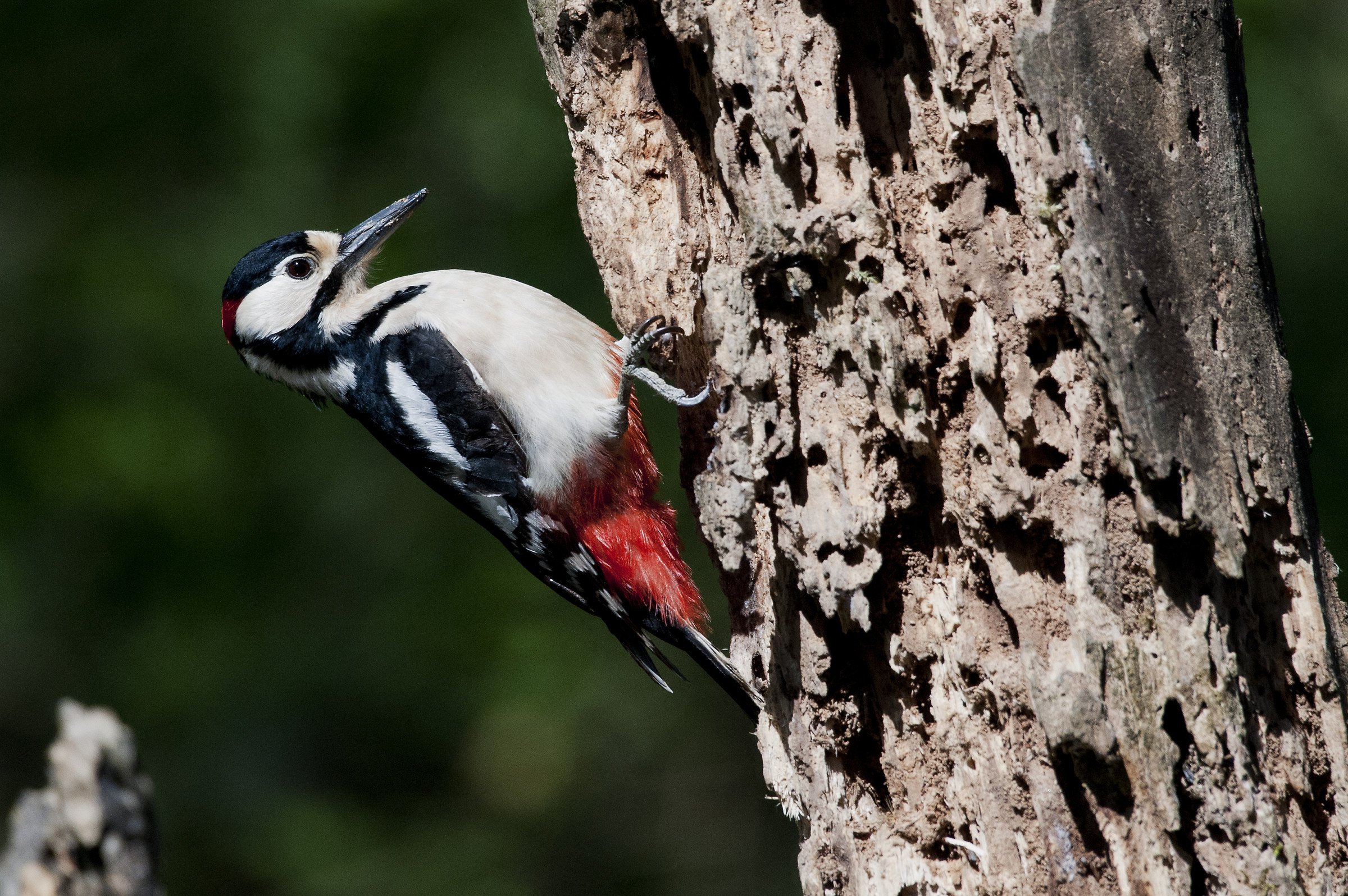 Picchio Rosso Maggiore