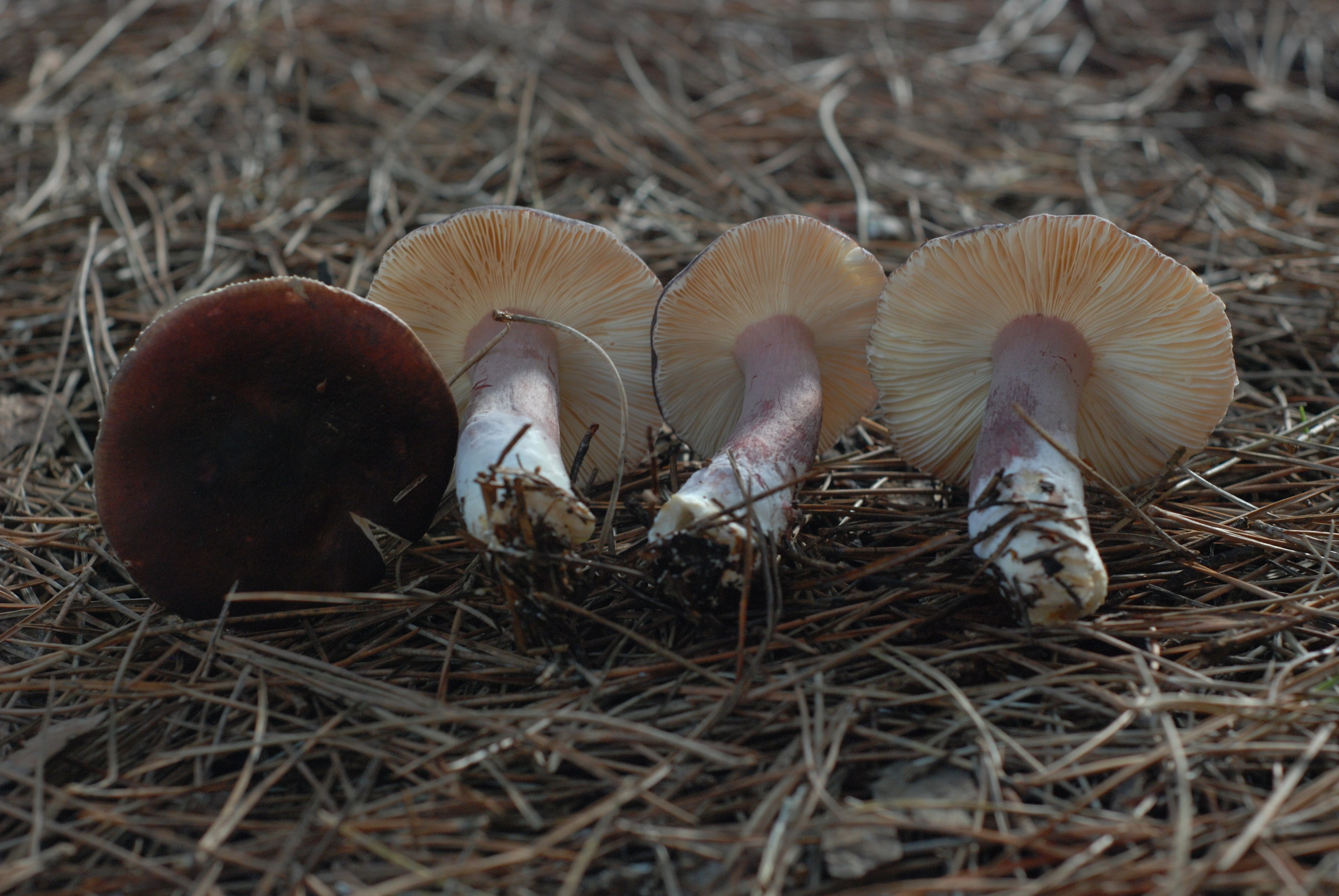 Russula sardonia