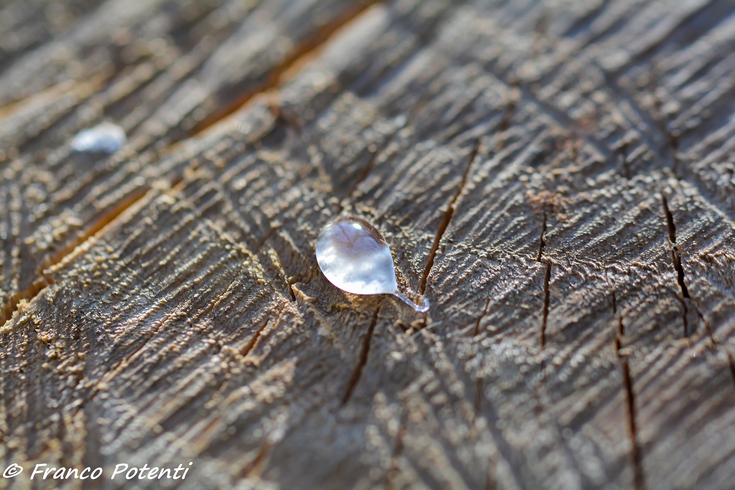 Goccia di resina su un tronco di pino