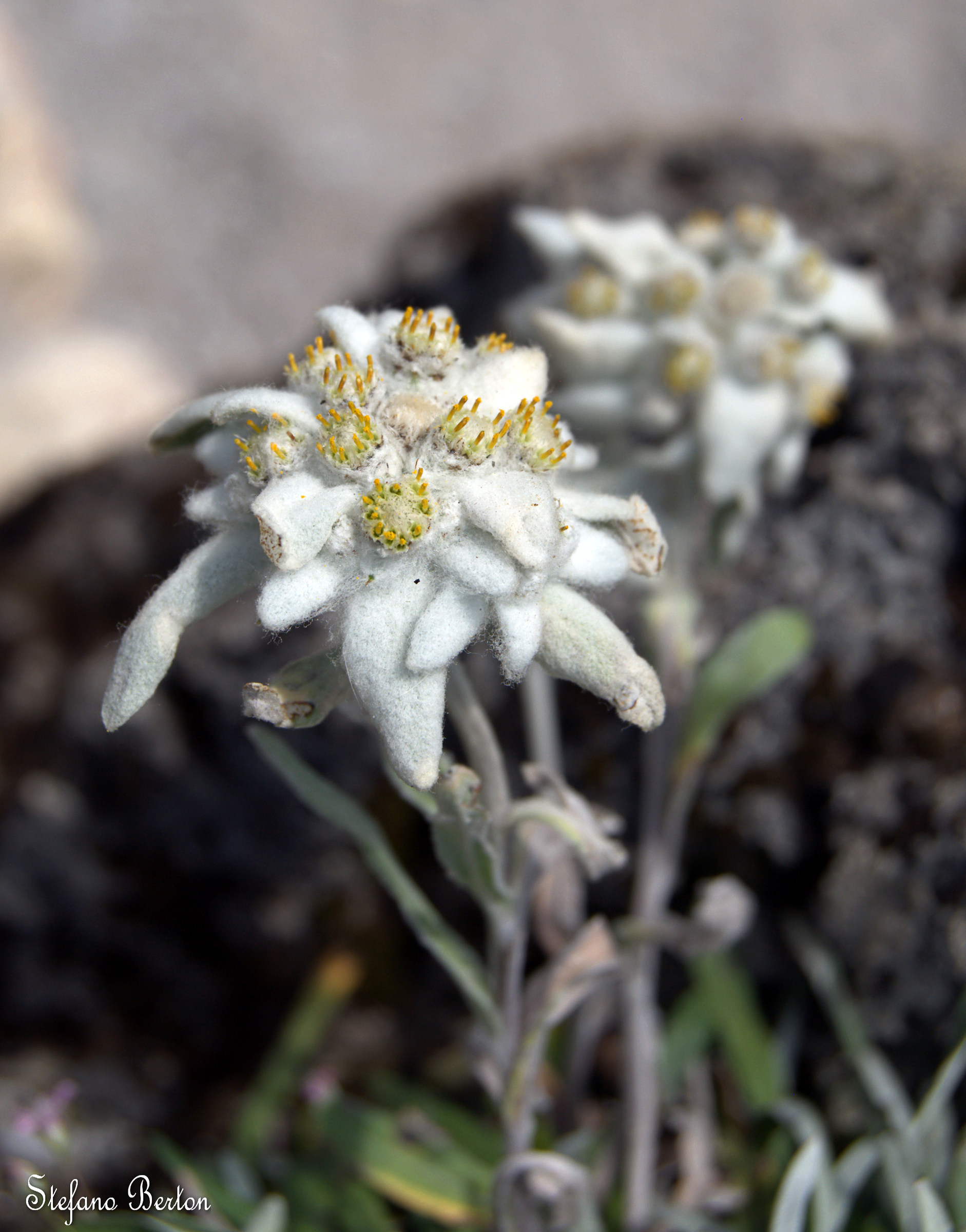 Edelweiss