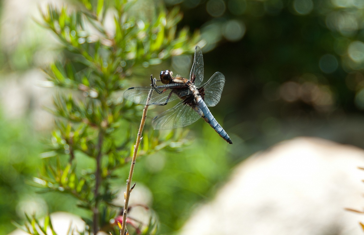 dragonfly