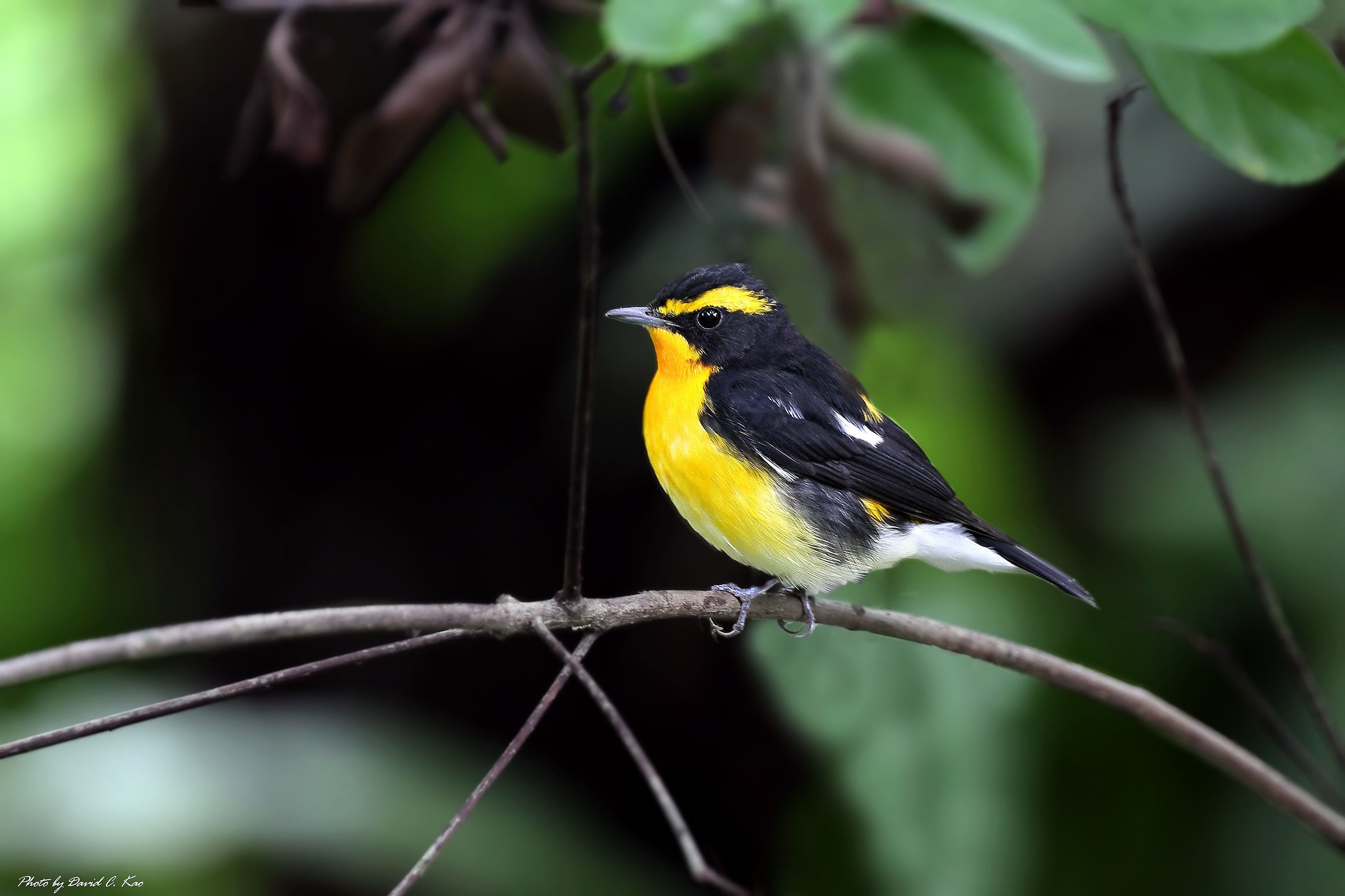 Narcissus pigliamosche