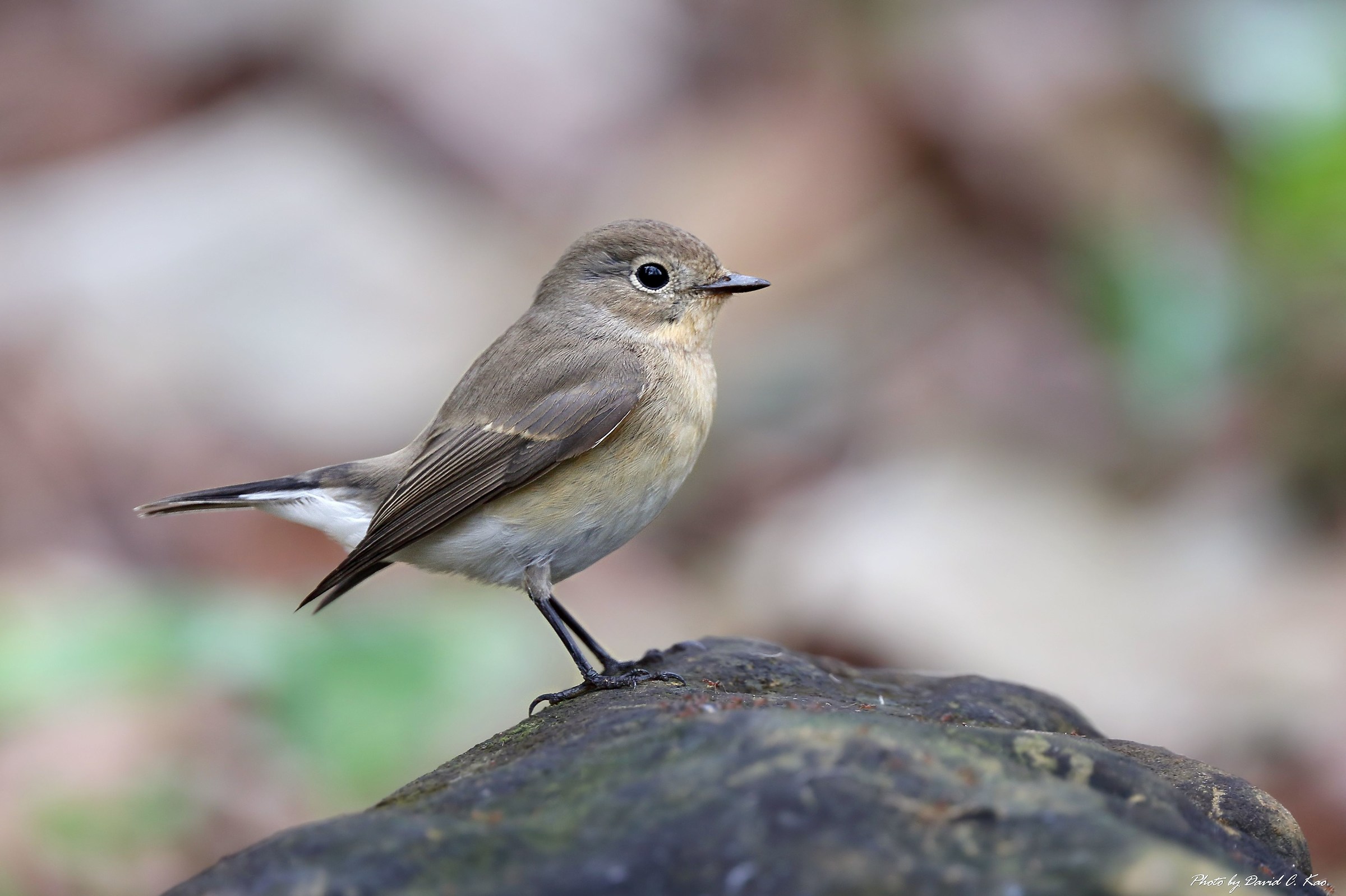 Dal petto rosso Flycatcher