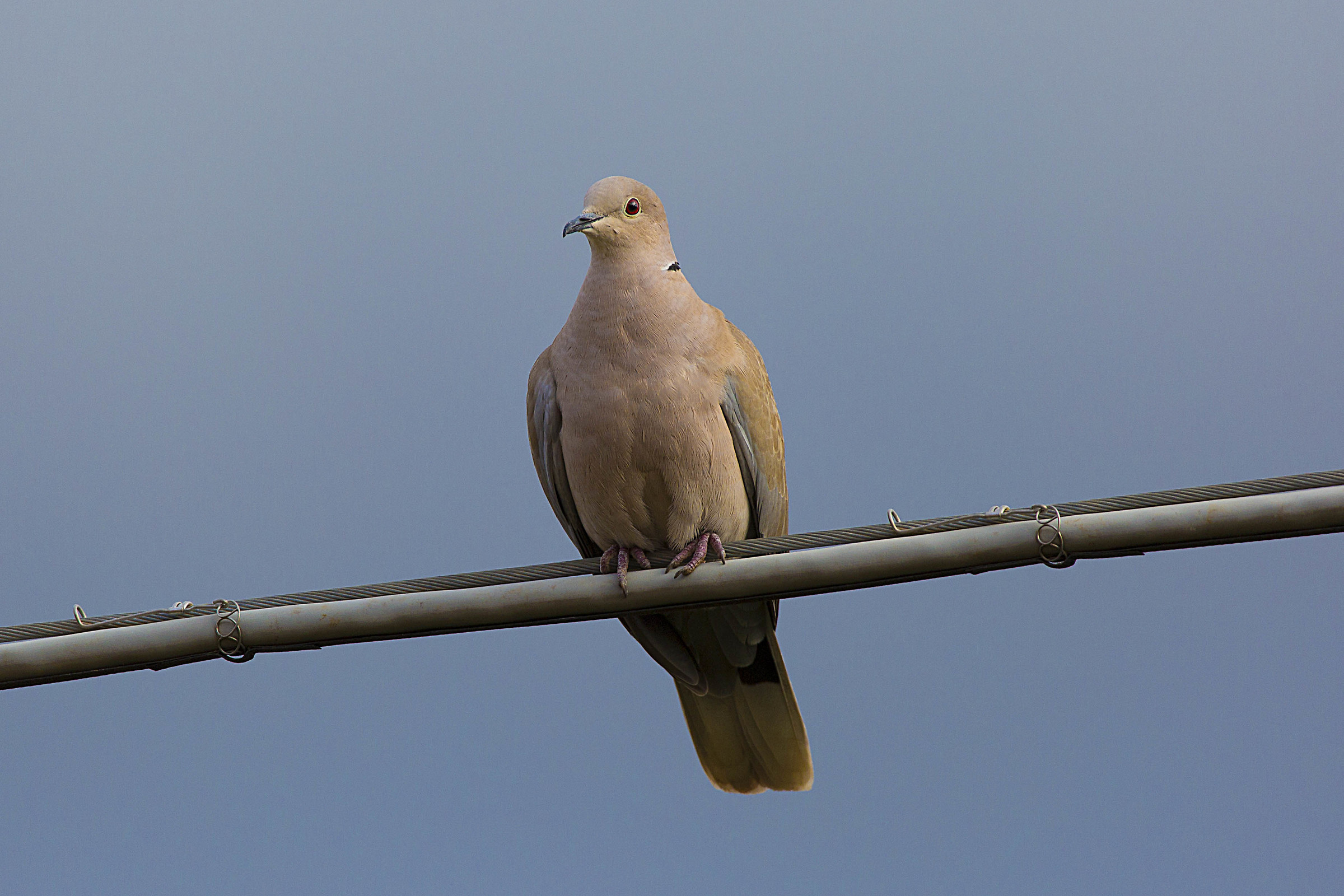 Dove in the sun