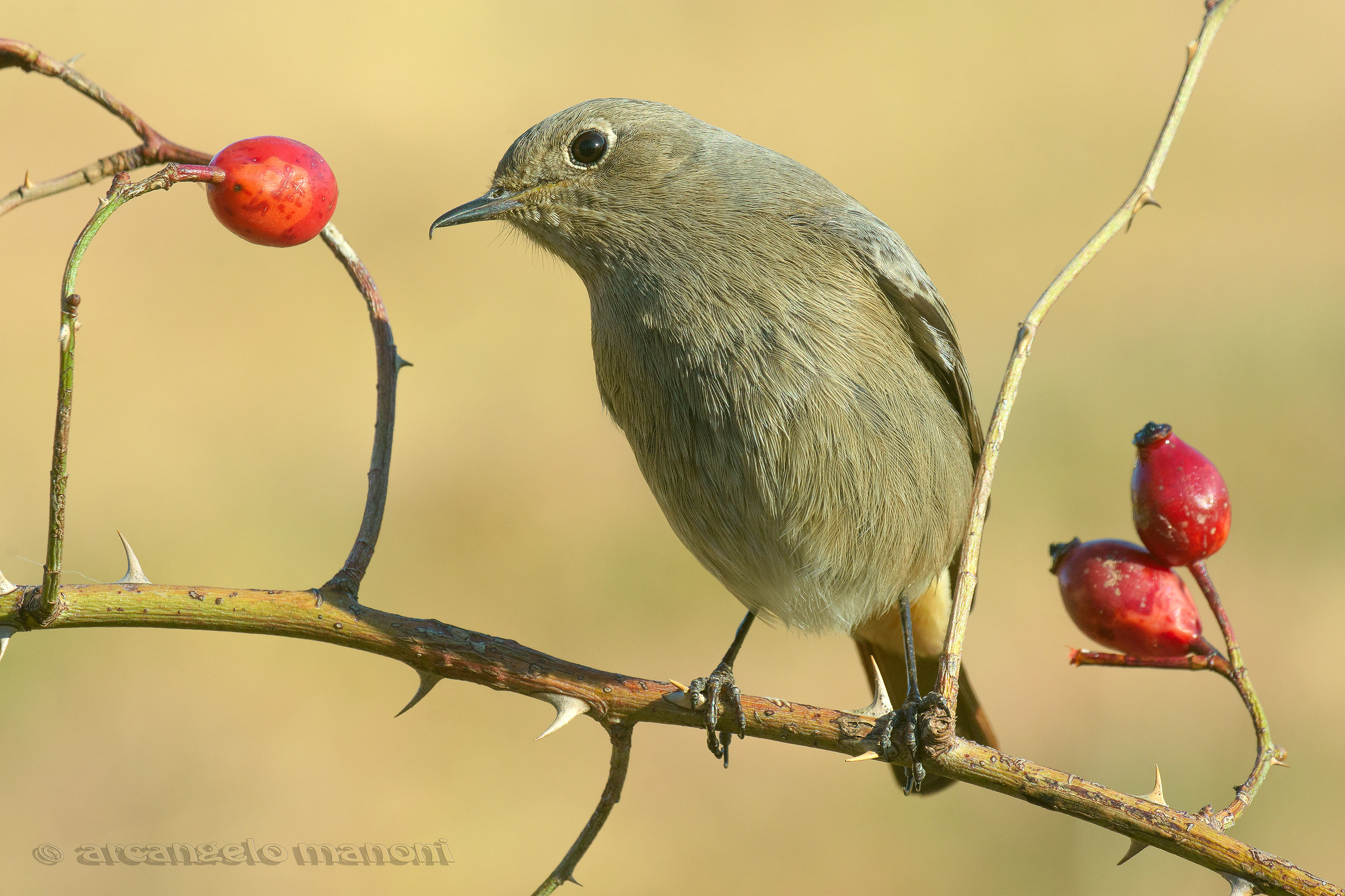 Il becco aquilino guarda se ci sono a fotografarlo