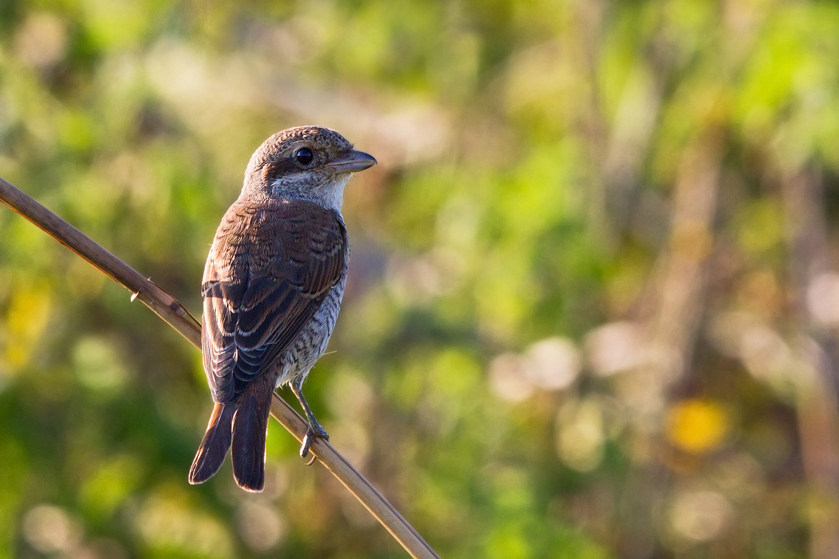 Lesser Grey Shrike