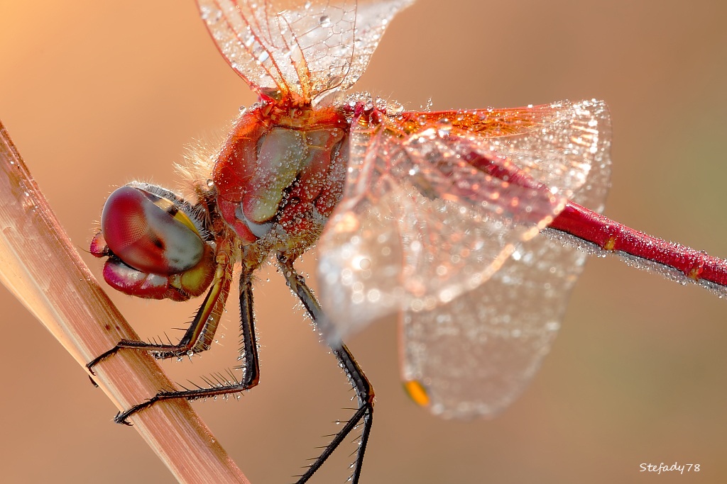sympetrum sanguineum