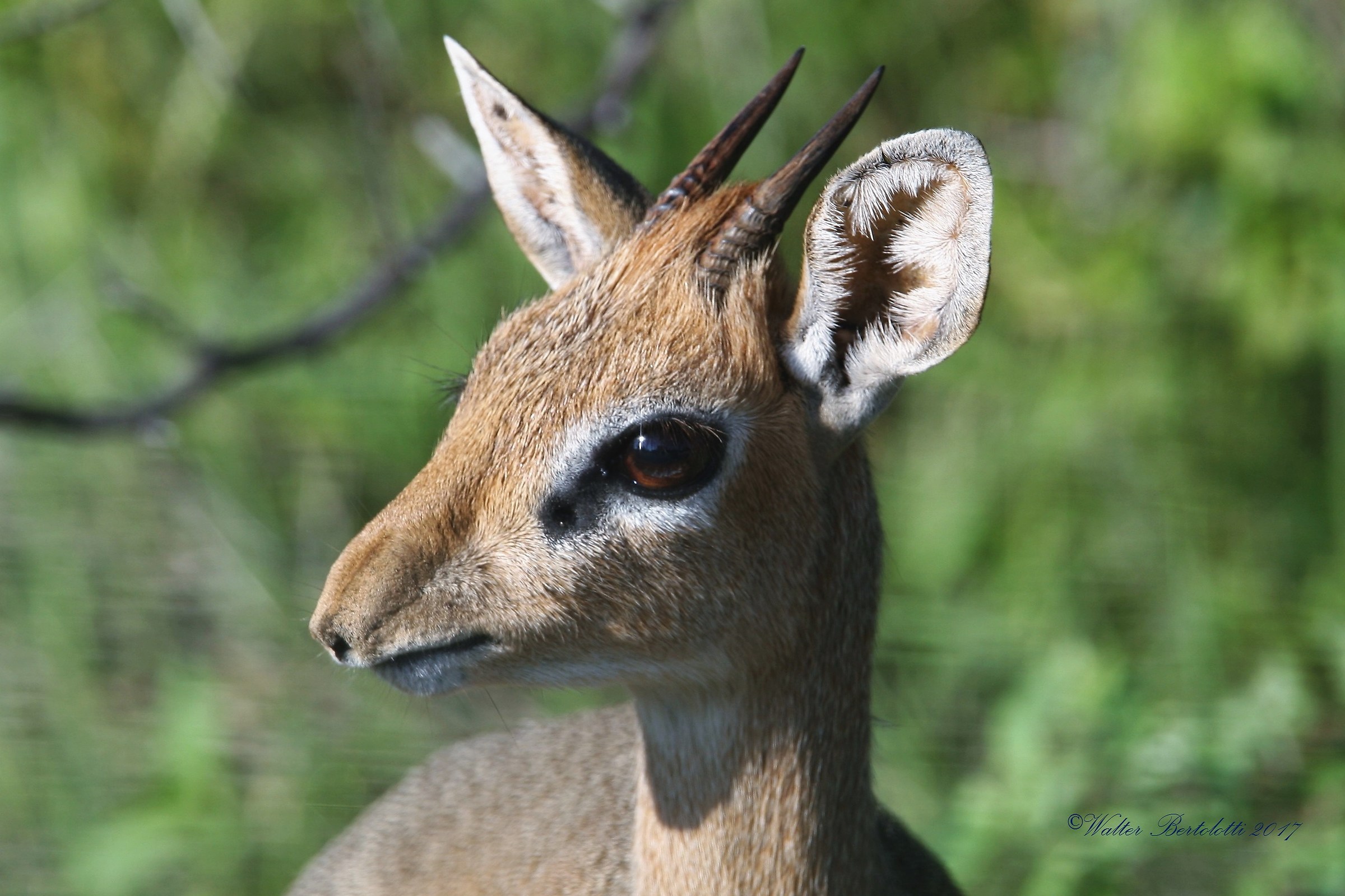 dik-dik