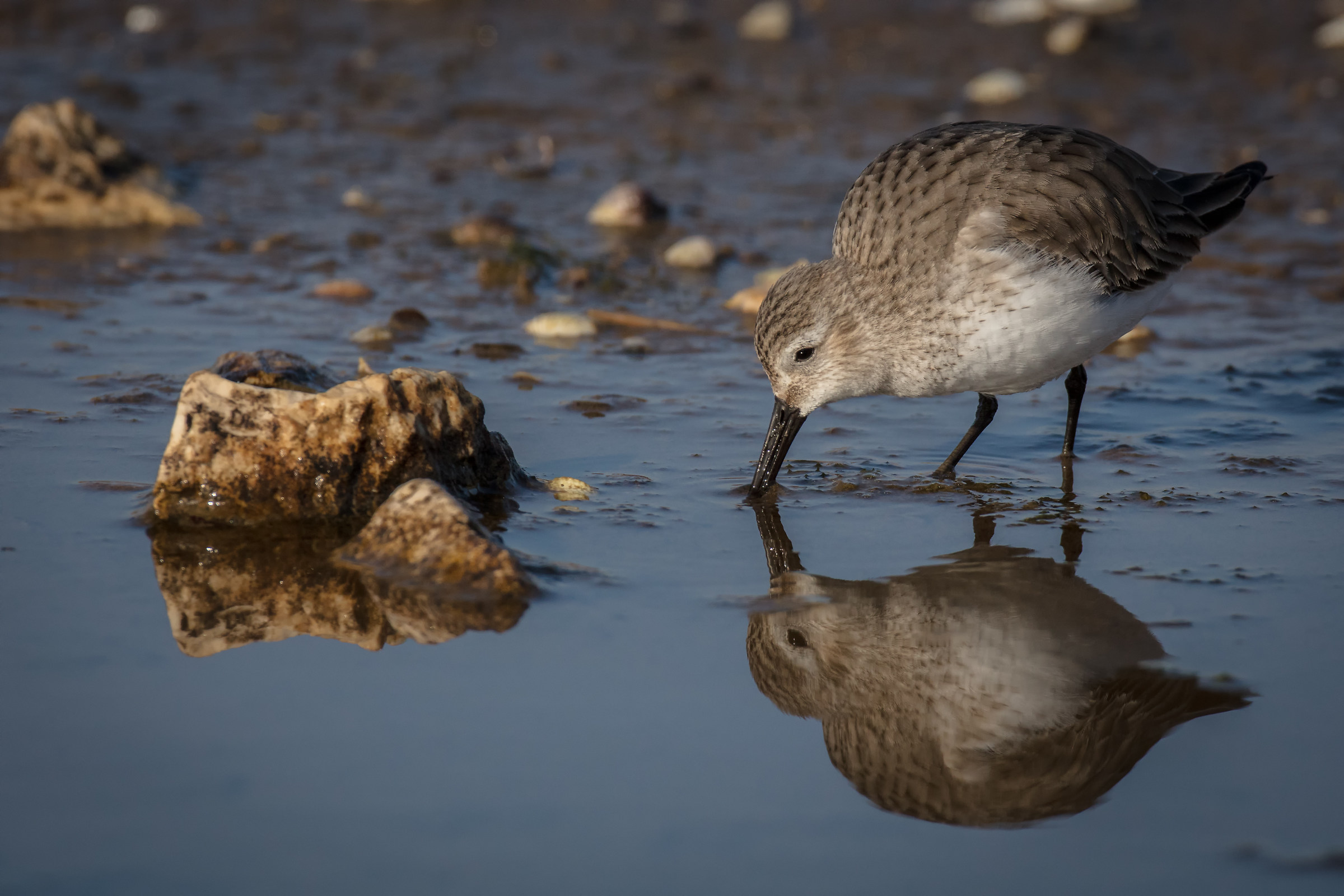 Sandpiper at sunset