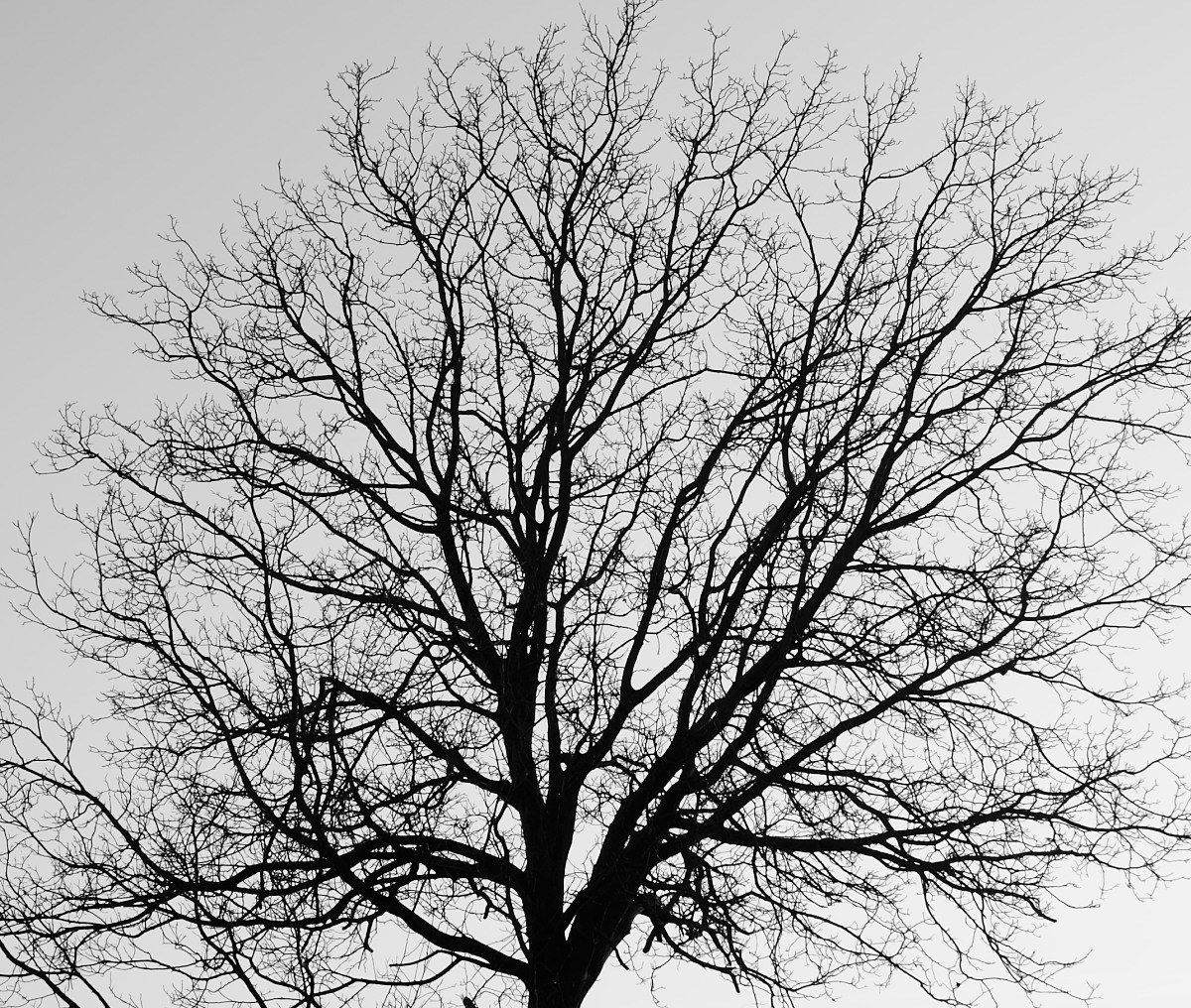 Ramificazione di: ......