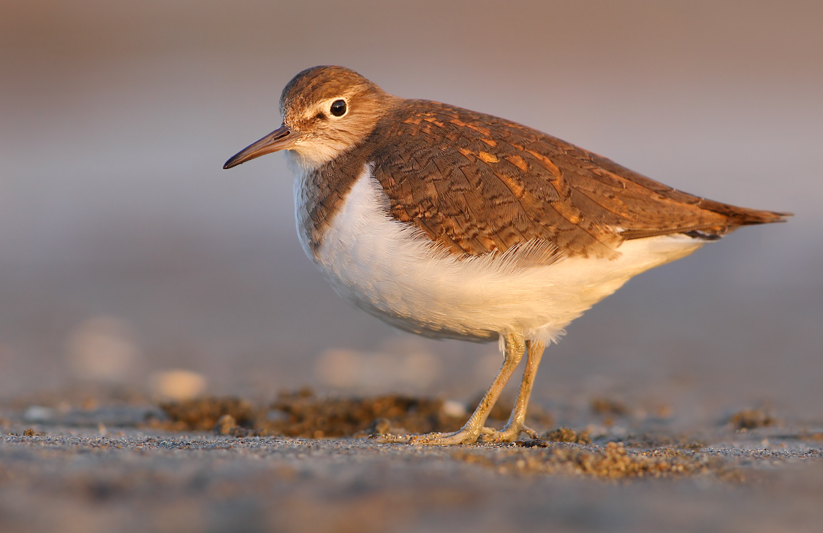 Common Sandpiper