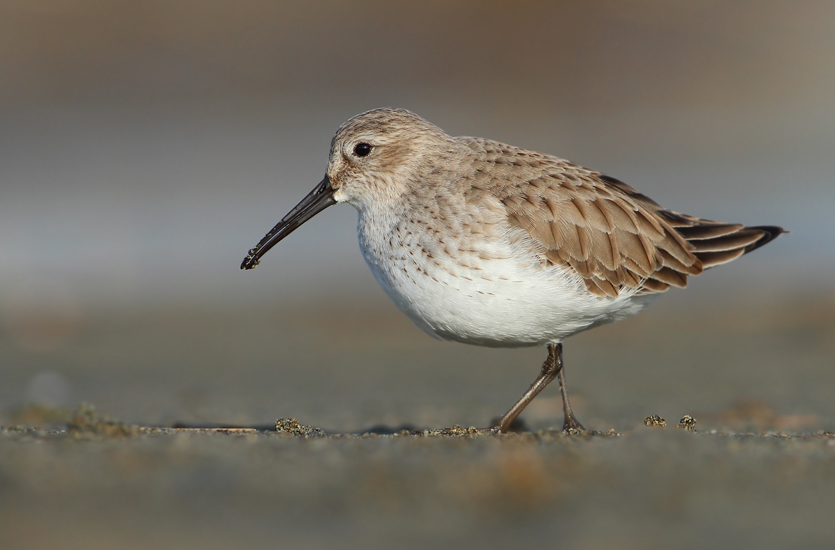 dunlin