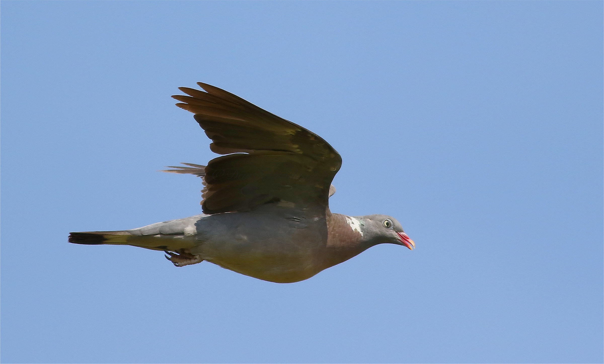 Primo piano colombaccio al volo