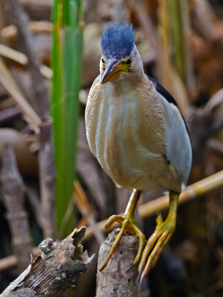 Bittern