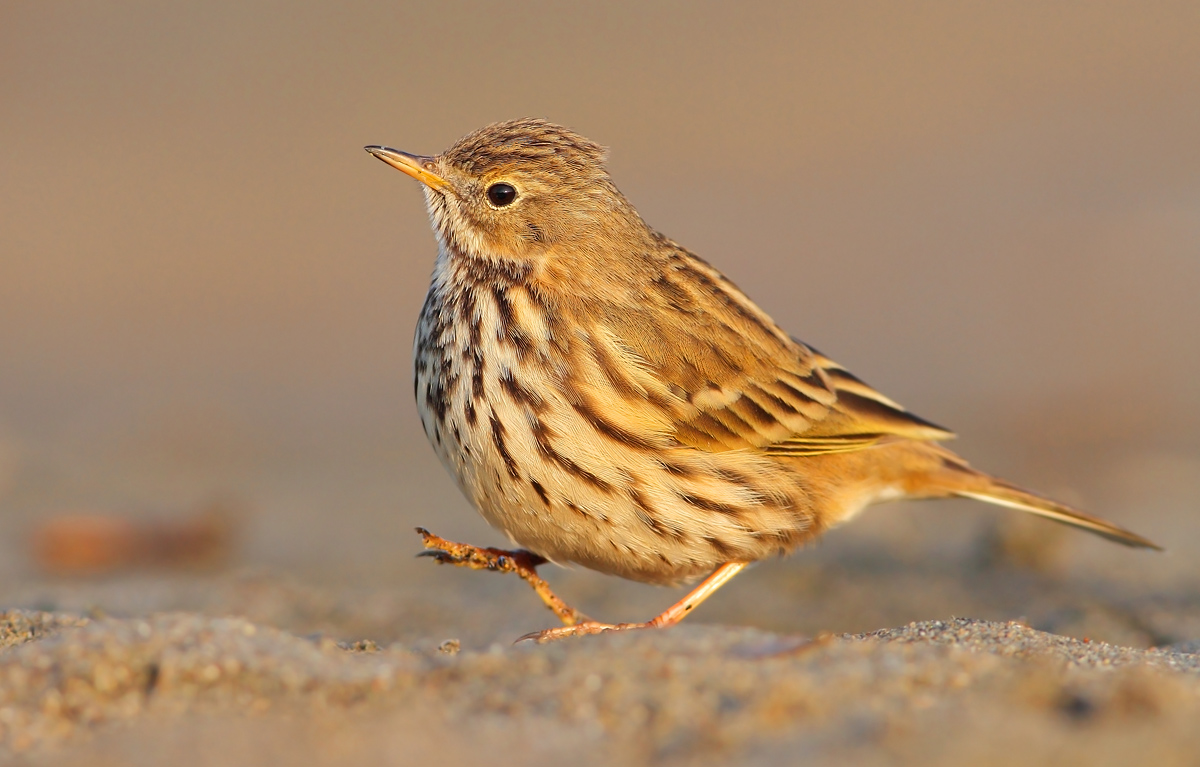 Pipit
