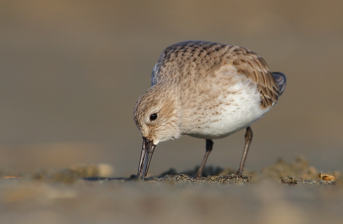 dunlin