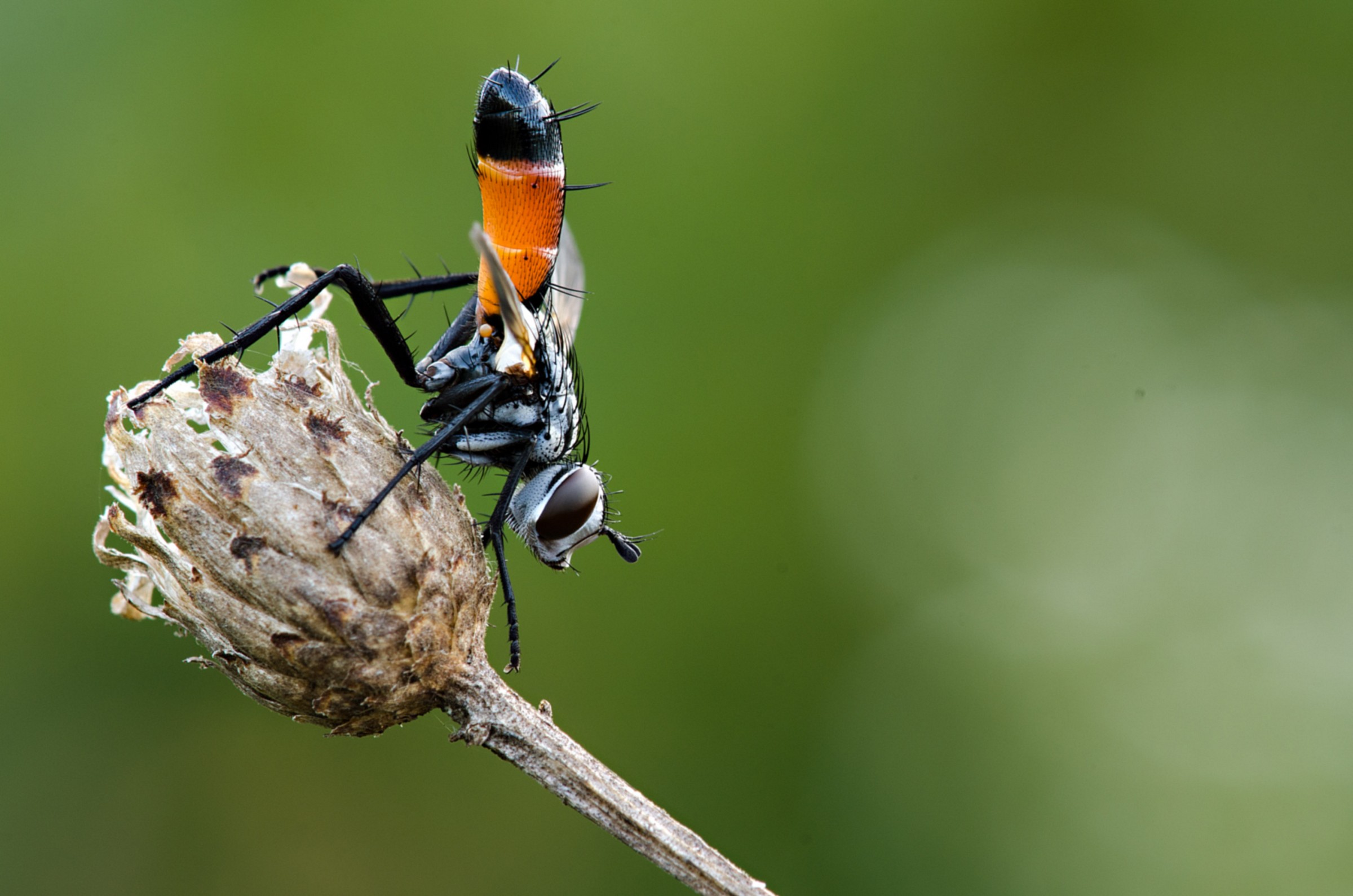 Cylindromya brassicaria