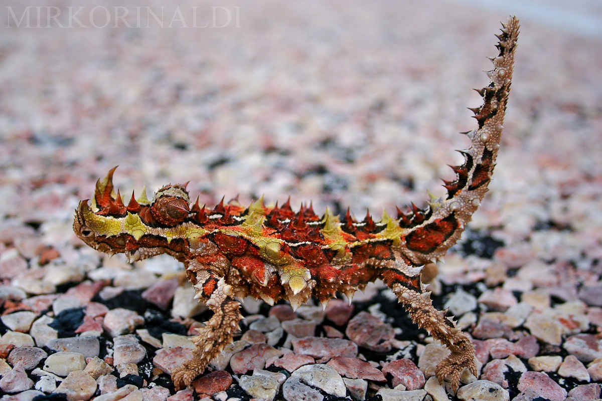 Thorny Devil - Diavolo Spinoso