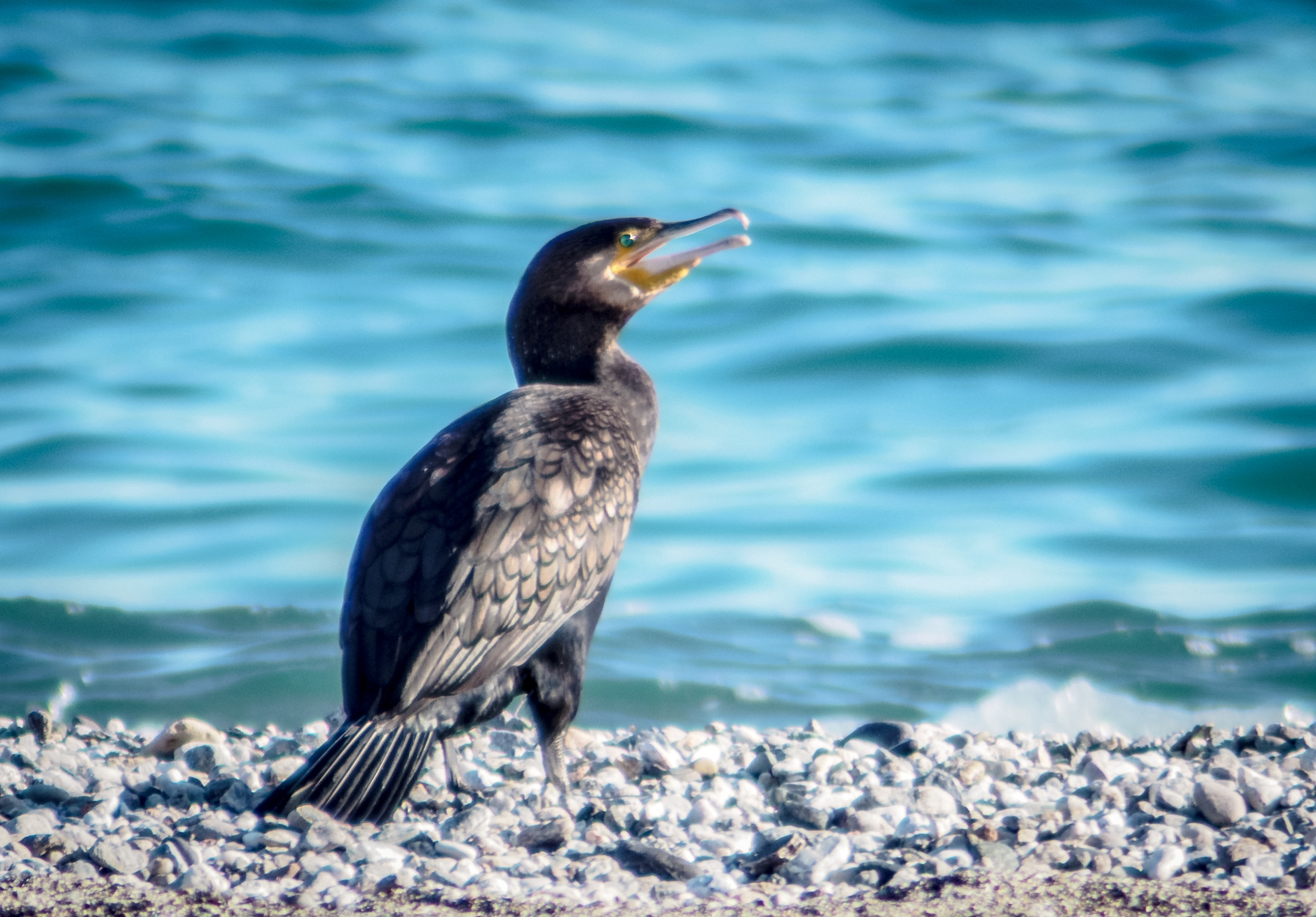 Cormorant with 2x doubler