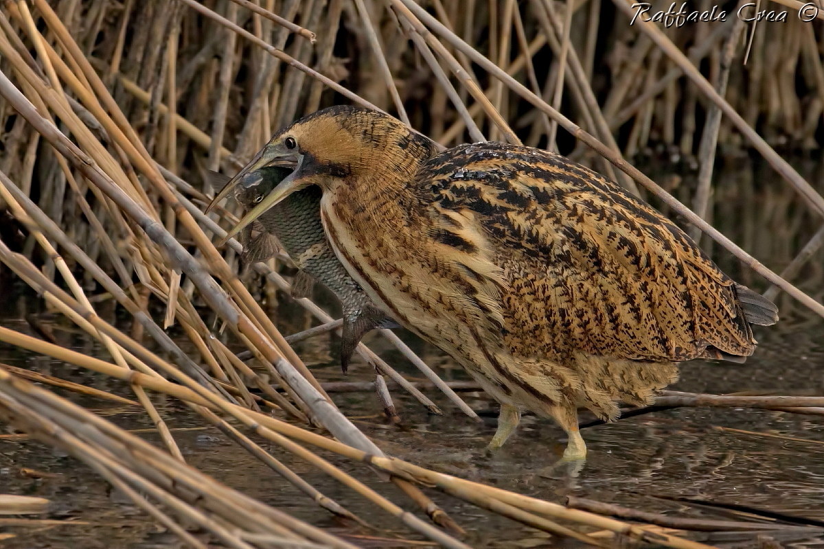 Bittern: The Fishing