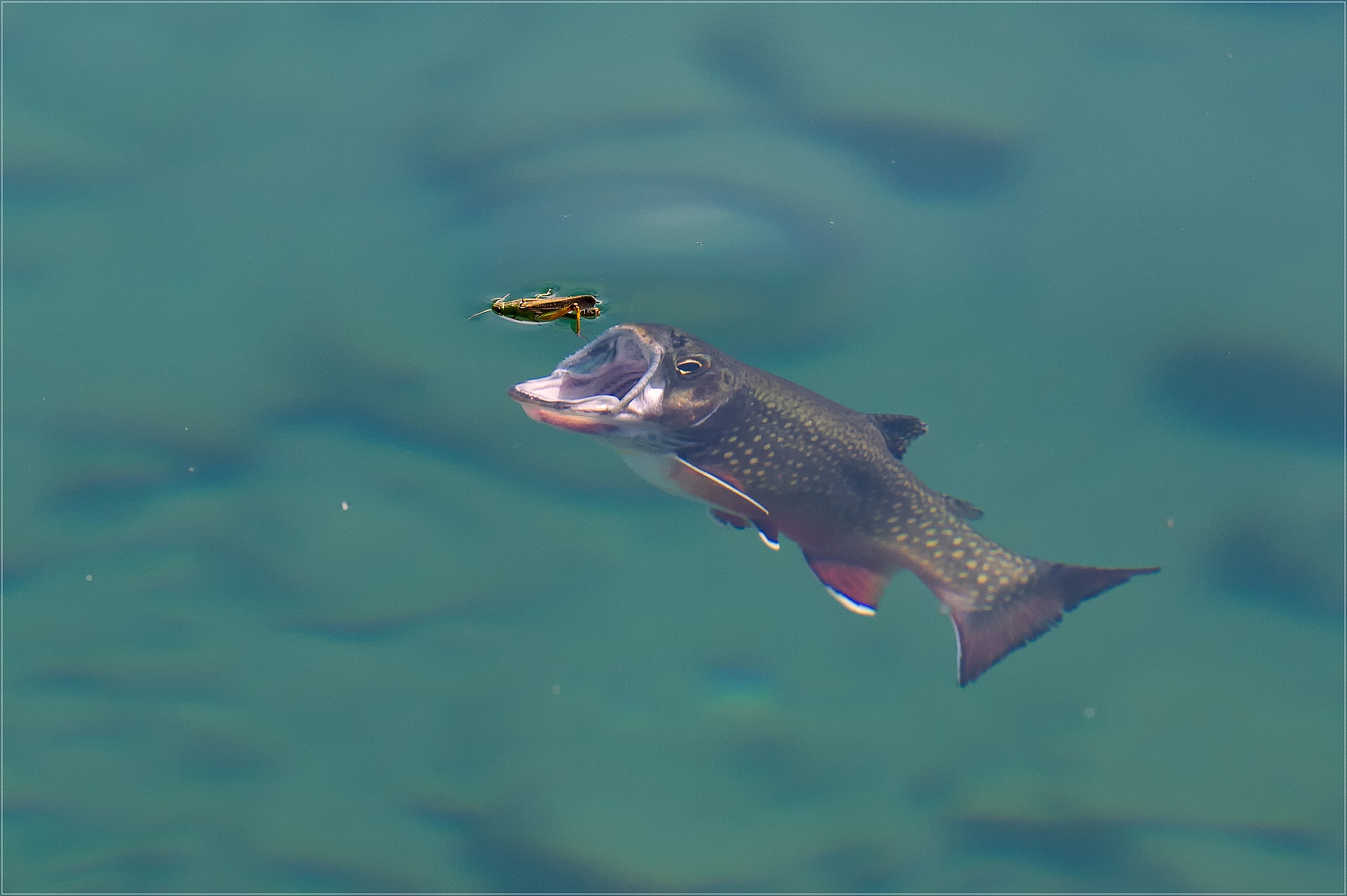 + Char Alpine grasshopper