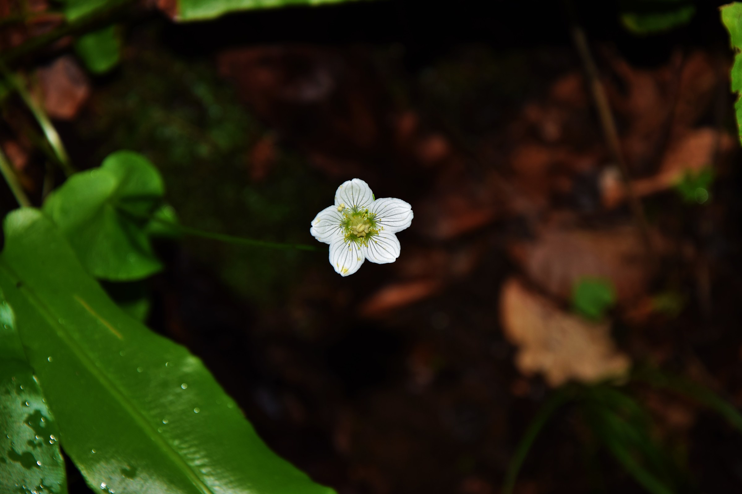 Parnassia