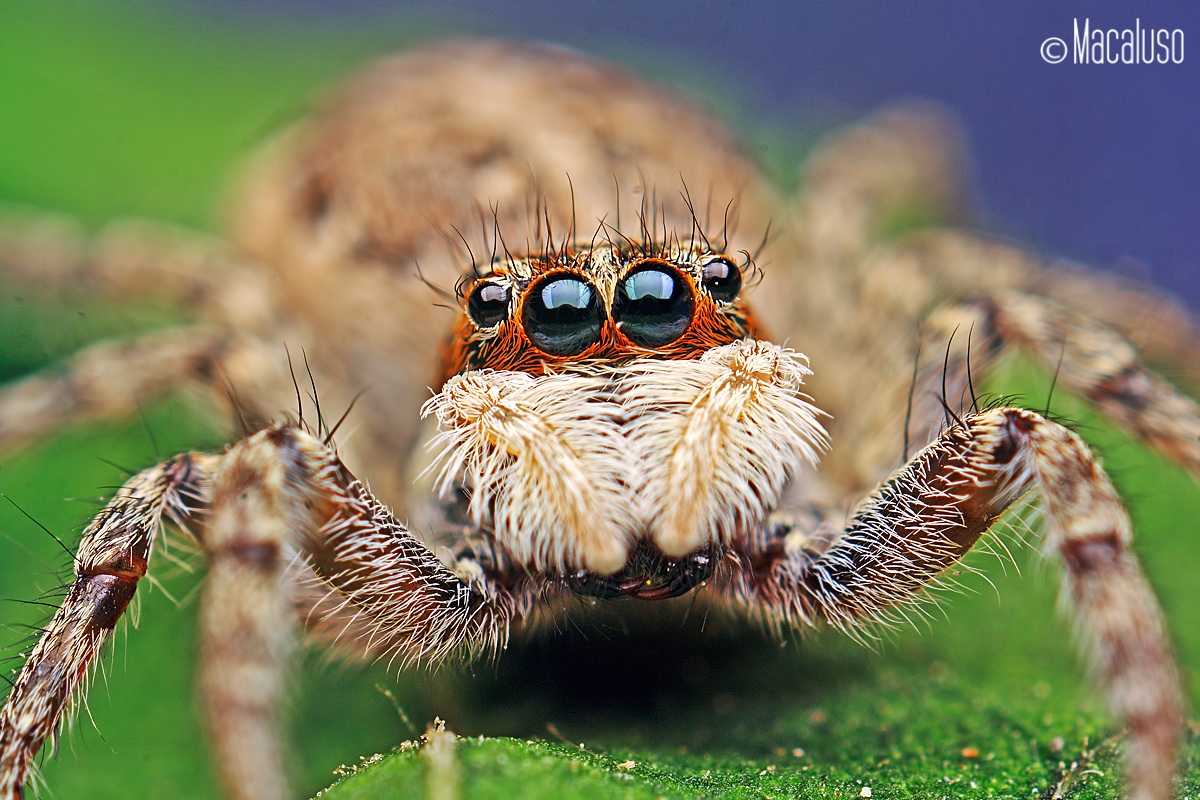 Menemerus semilimbatus (femmina)