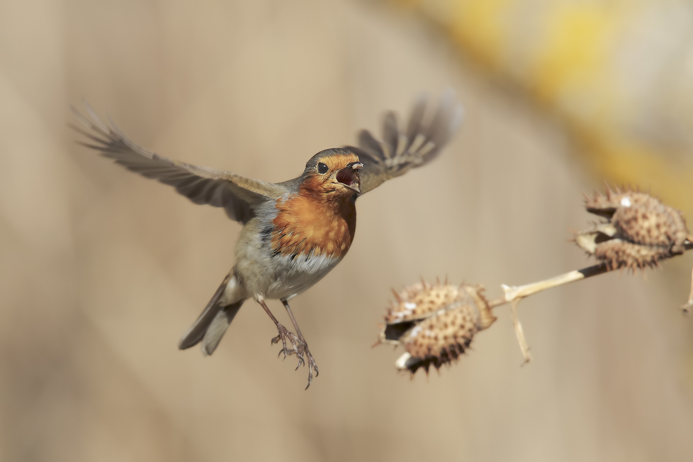 non mi fate arrabbiare il petty....3