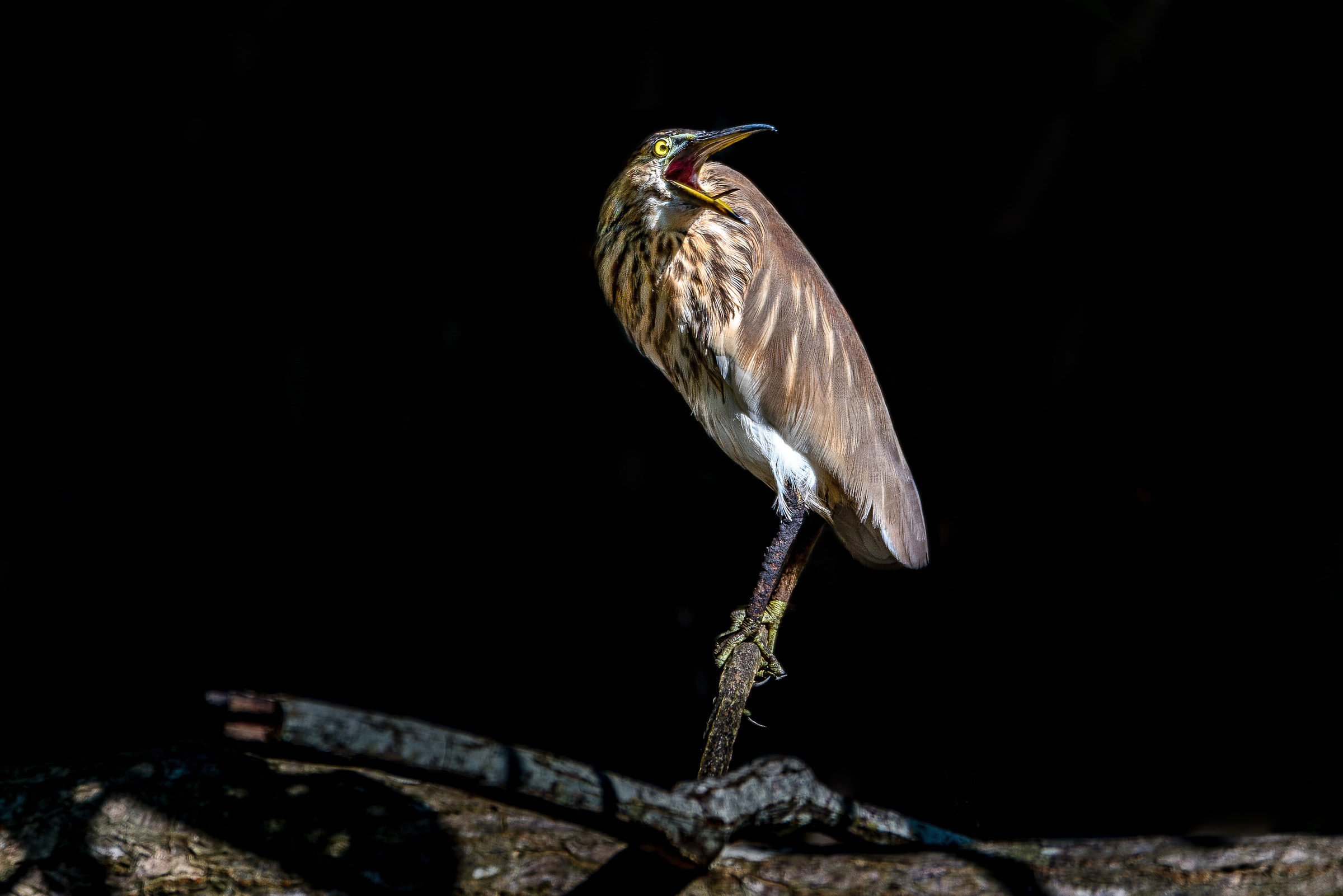 Ardeola grayii Indian Pond Heron