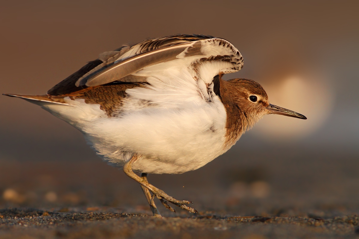 Common Sandpiper