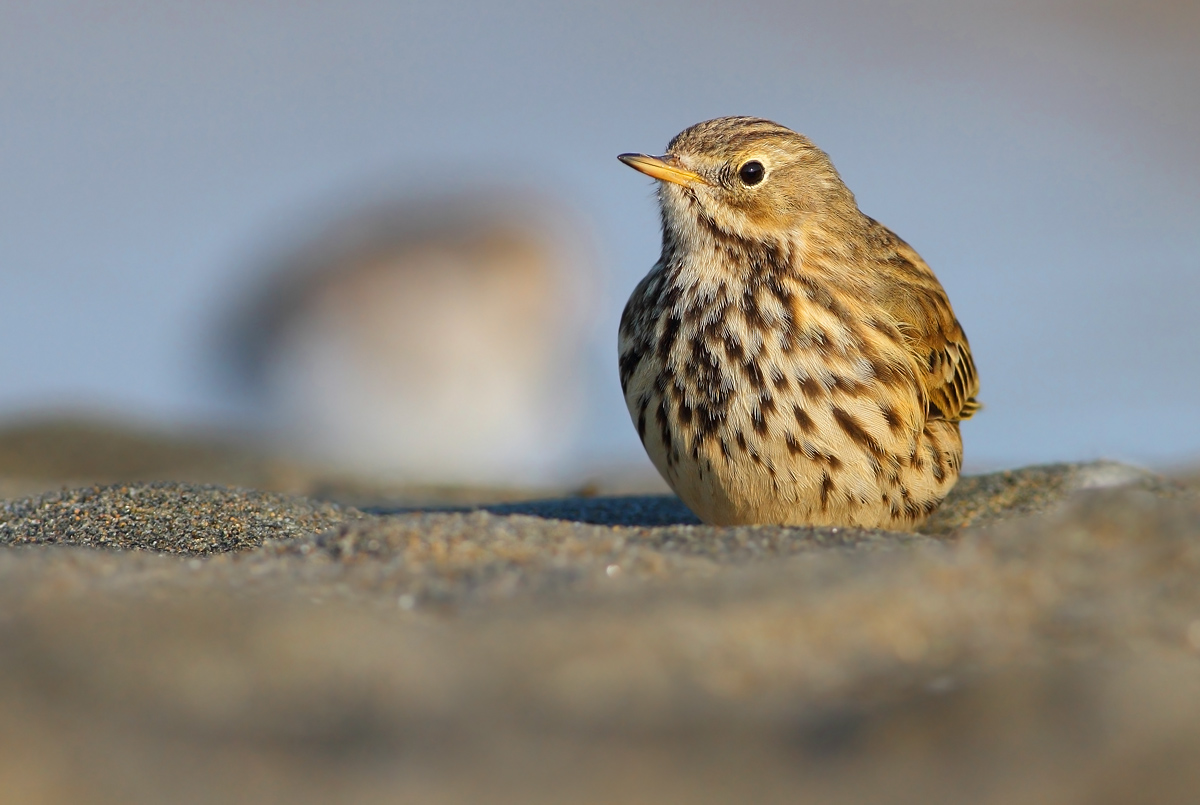 Pipit
