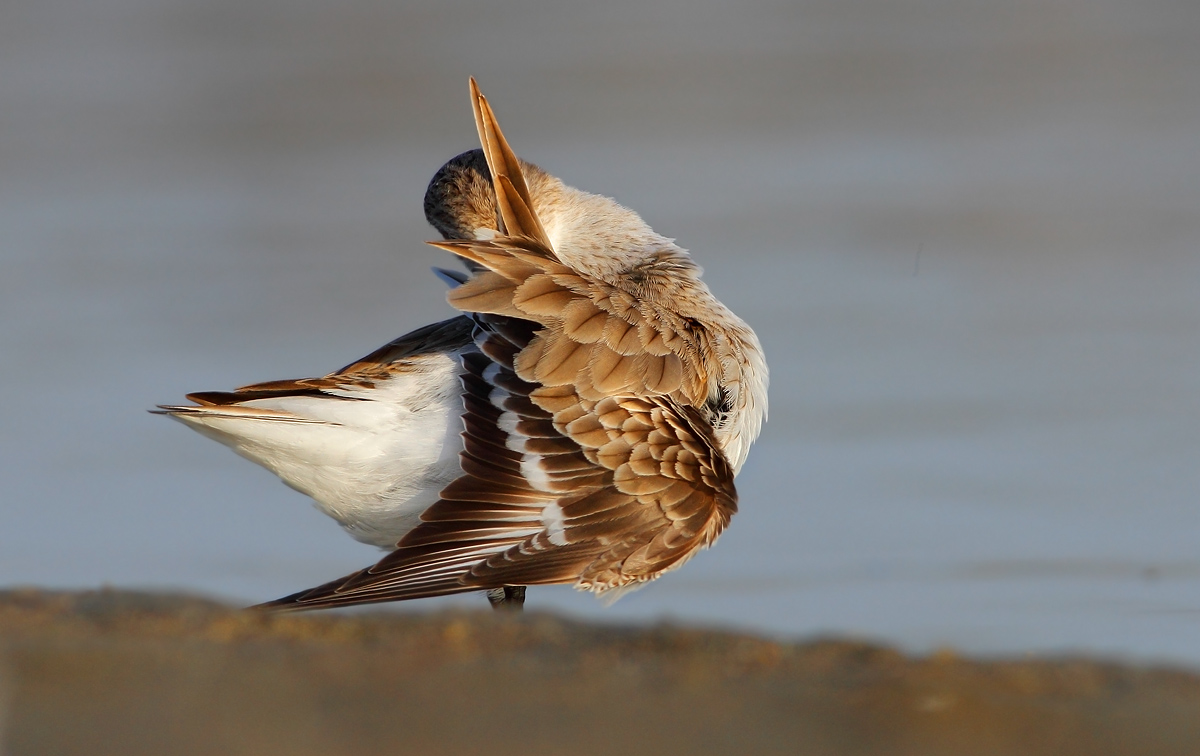 dunlin