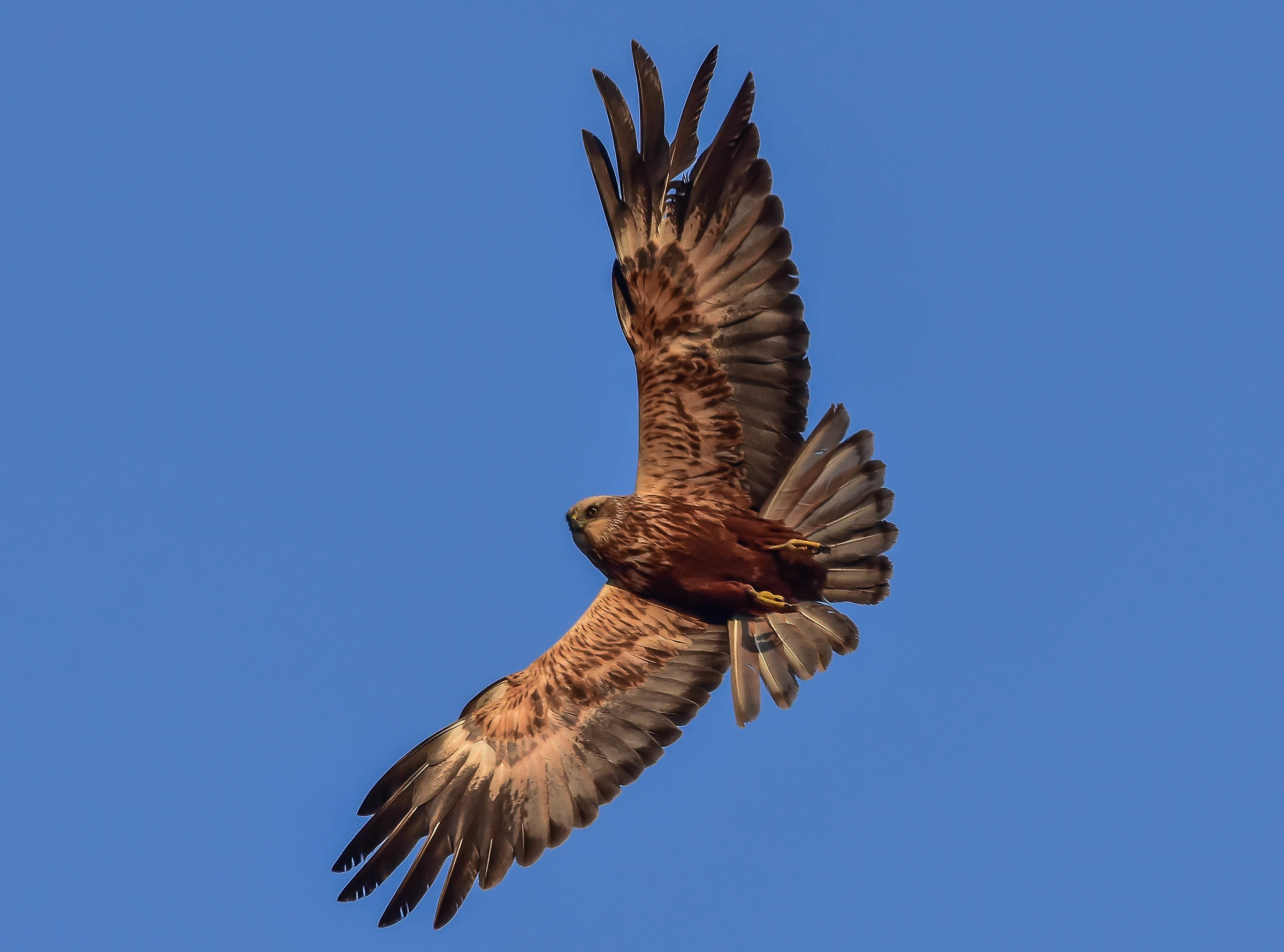 Marsh harrier