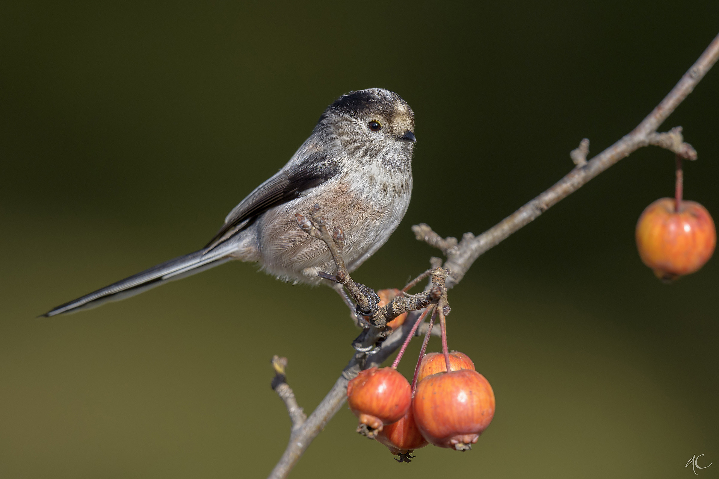 Long-tailed Tit