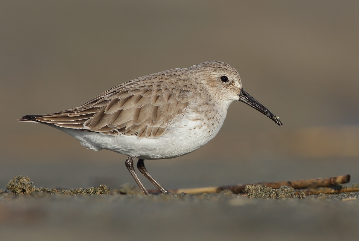 dunlin